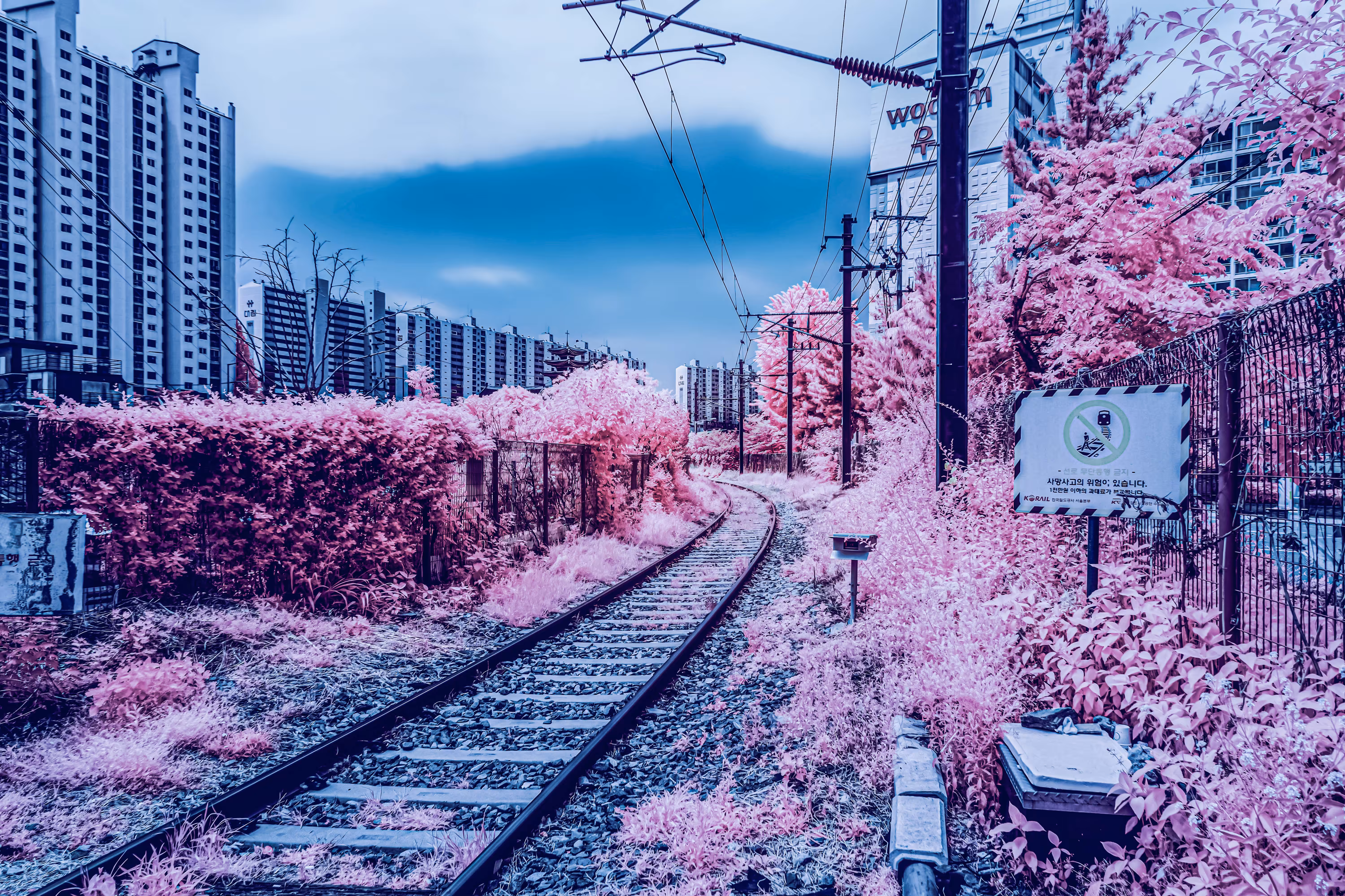 The Pink Trail