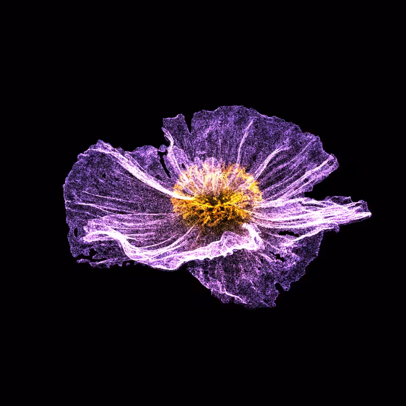 White Poppy 30 #284