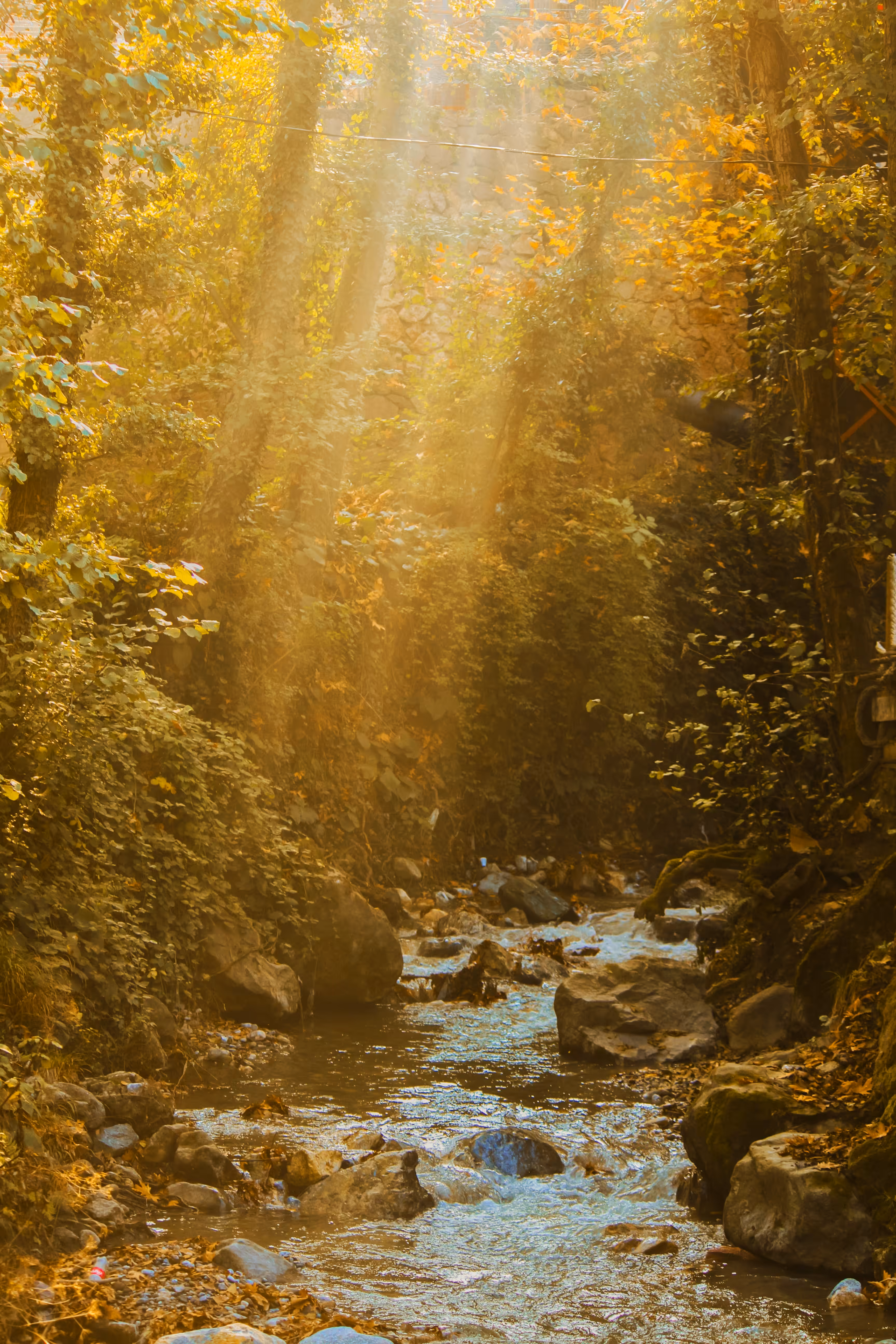 Whispers of Light in Autumn Wilderness