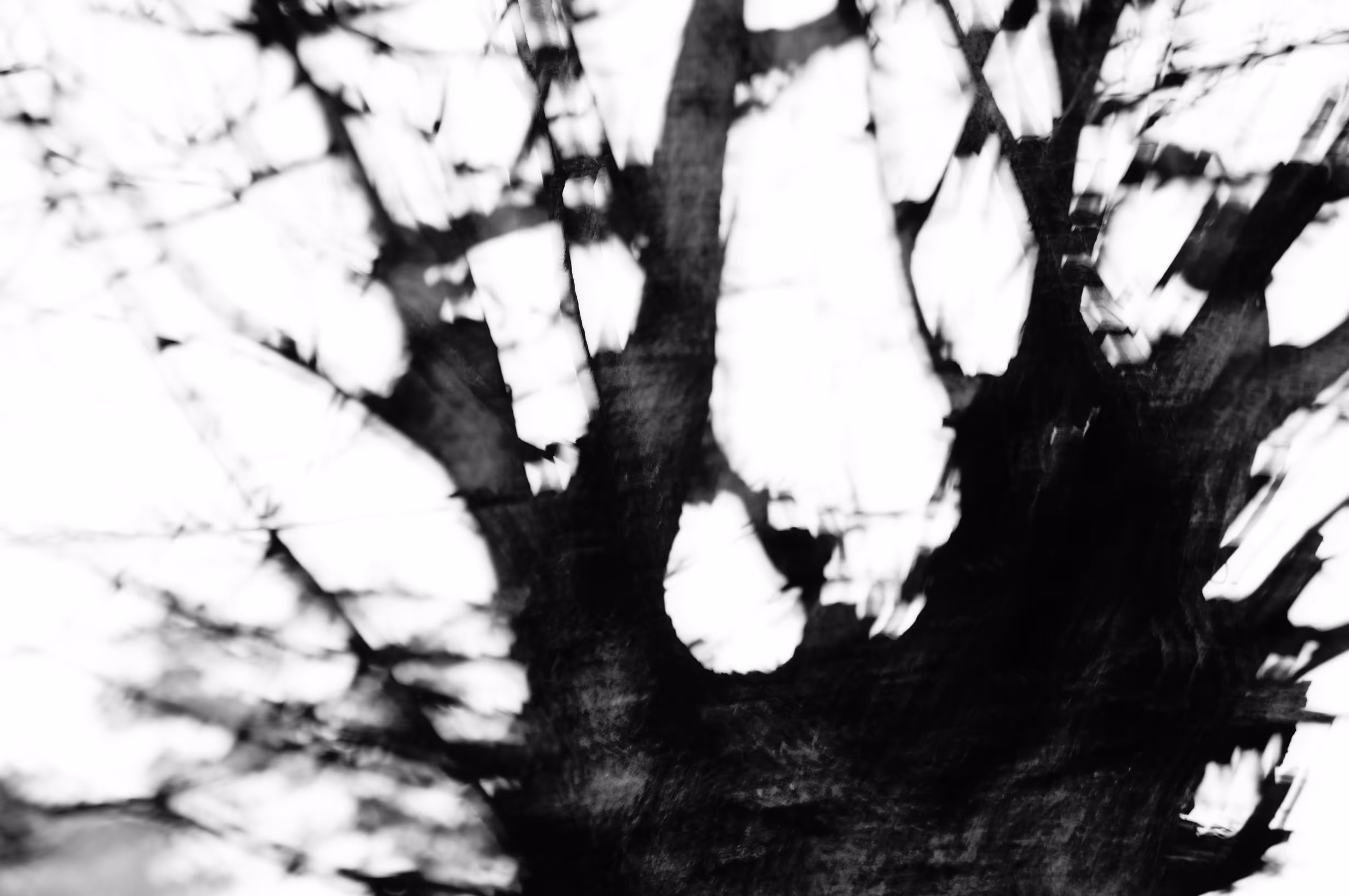 Limbs II