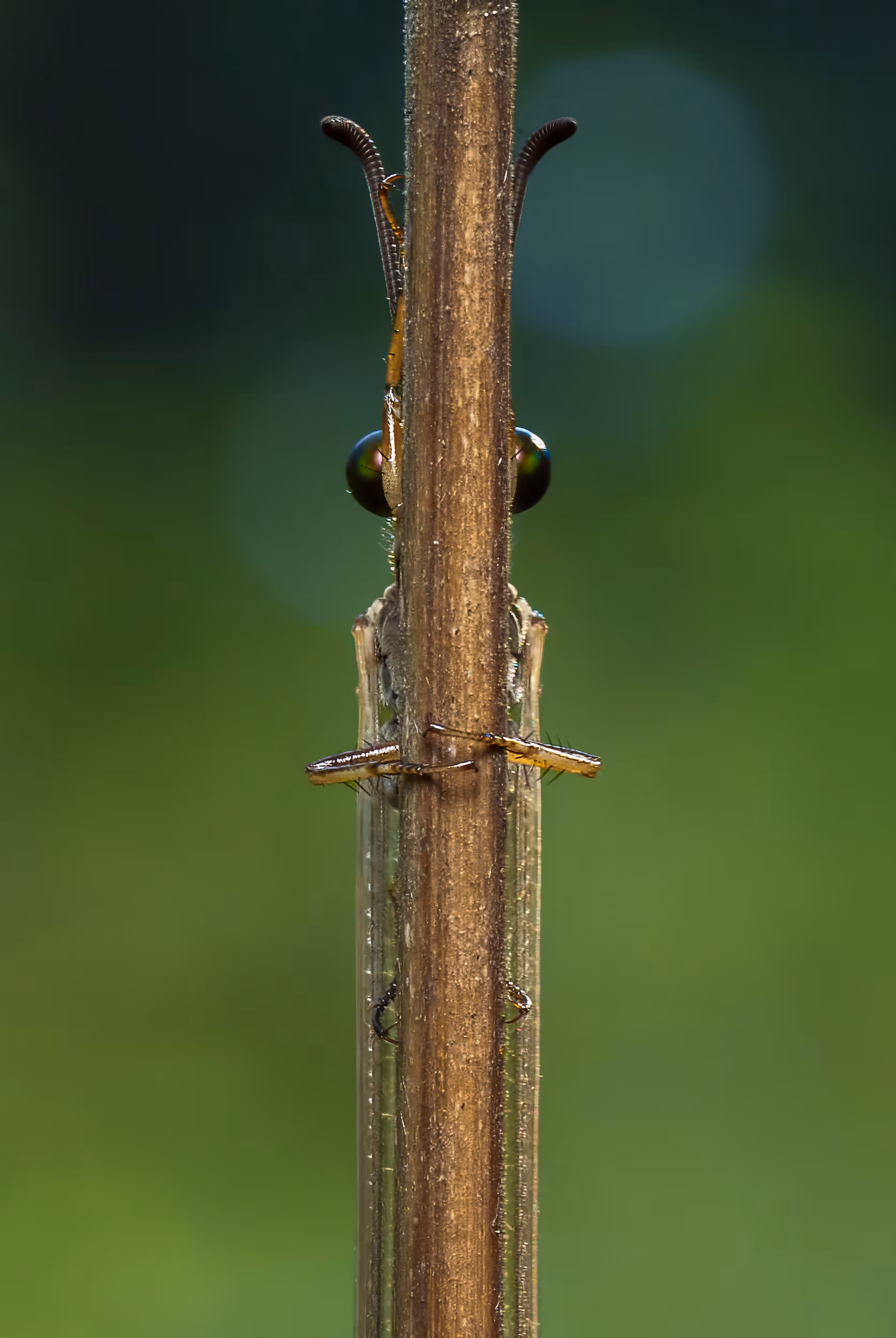 Hello (Antlion)