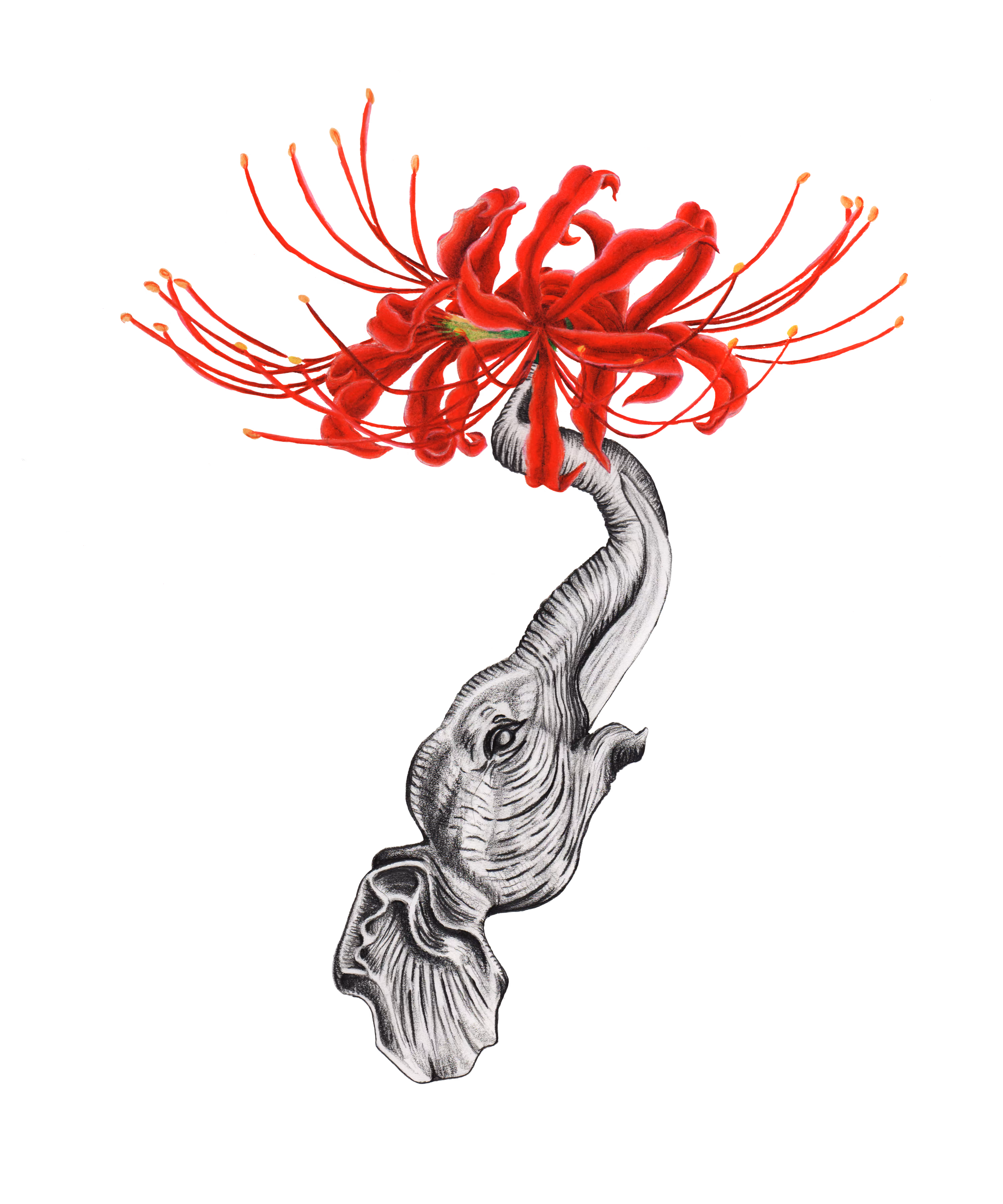 Natural Drawings: Familial Equinox of a New Age