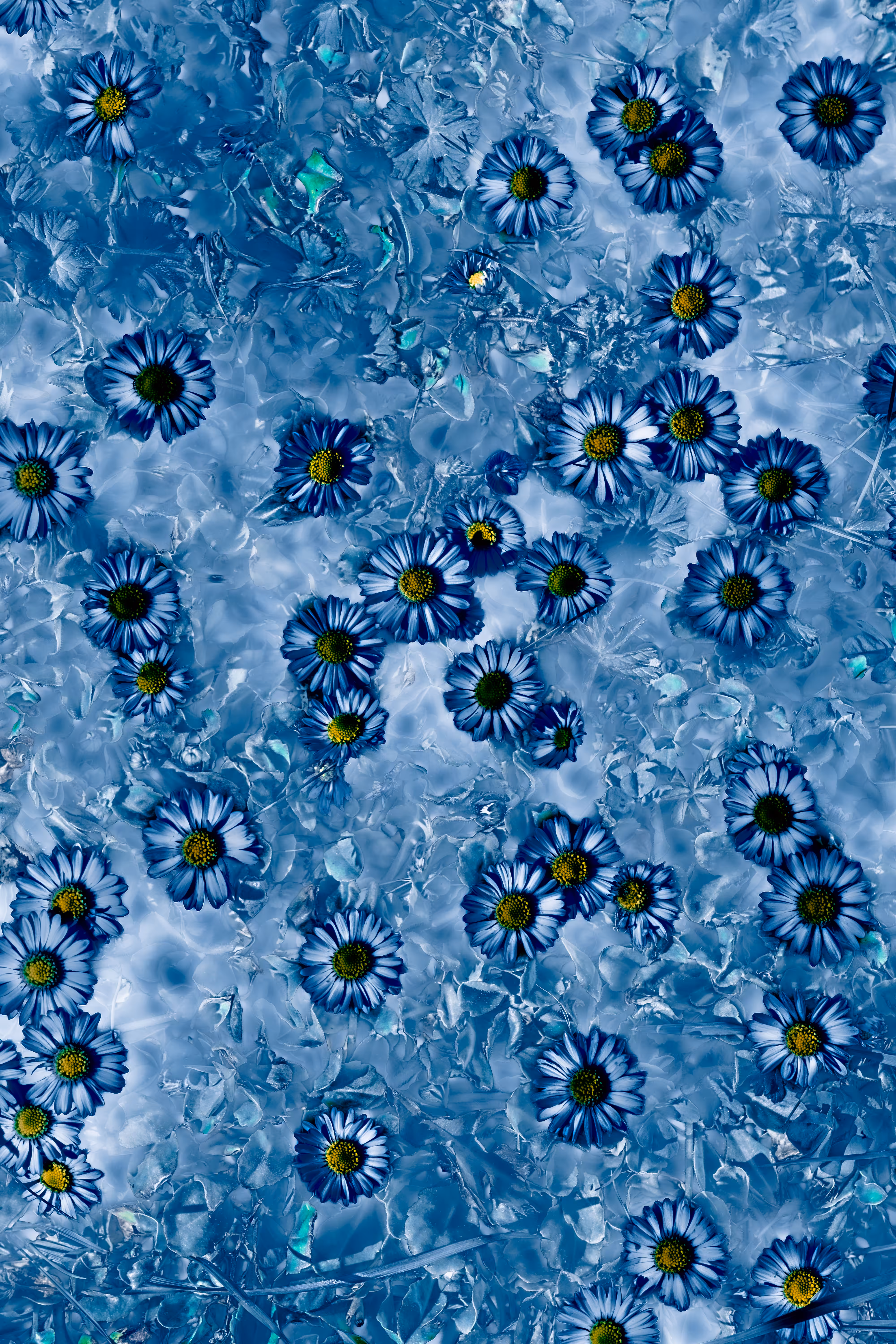 FlowerField • 3