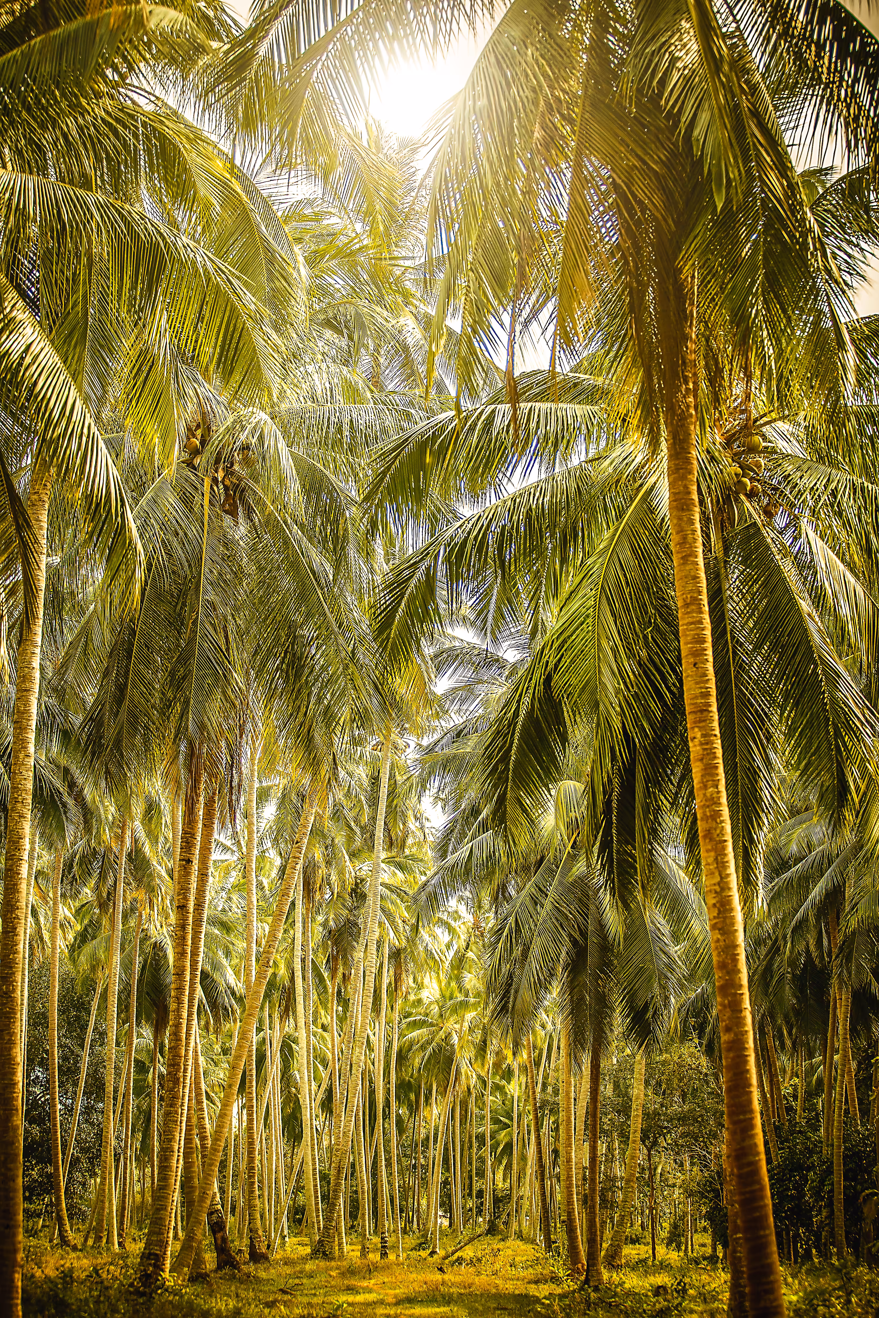 Bali palm forest