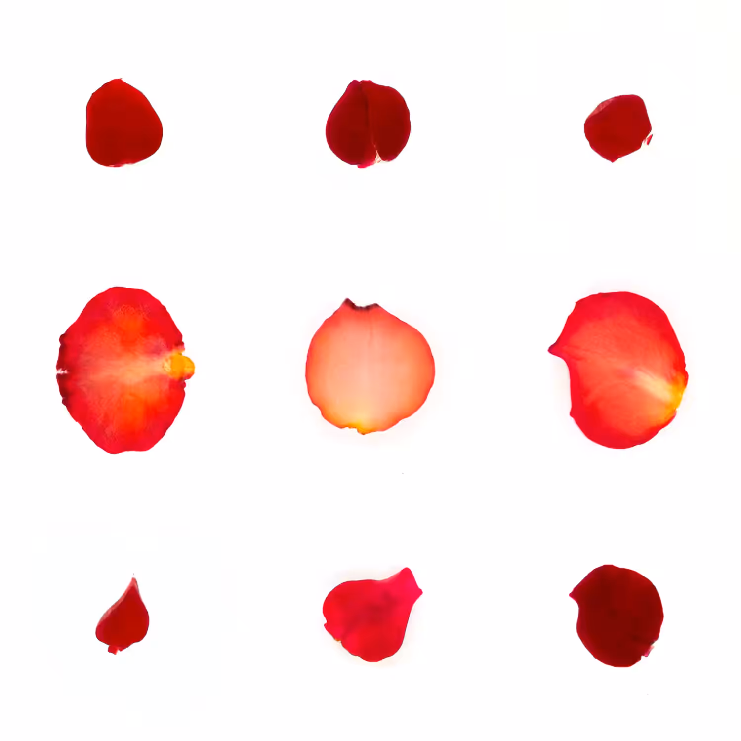 Infinite Petals 3x3#3748