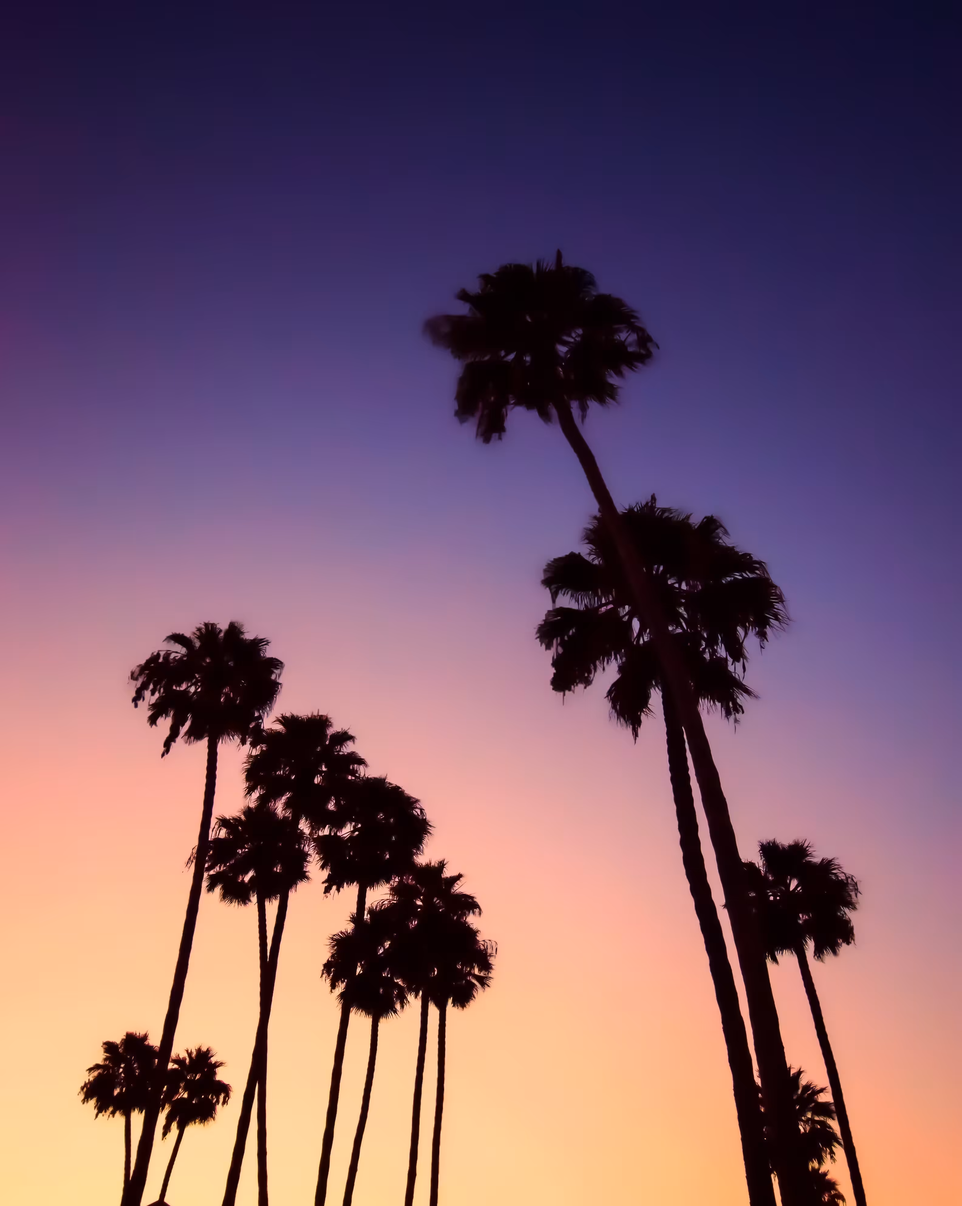 Palm Tree Paradise