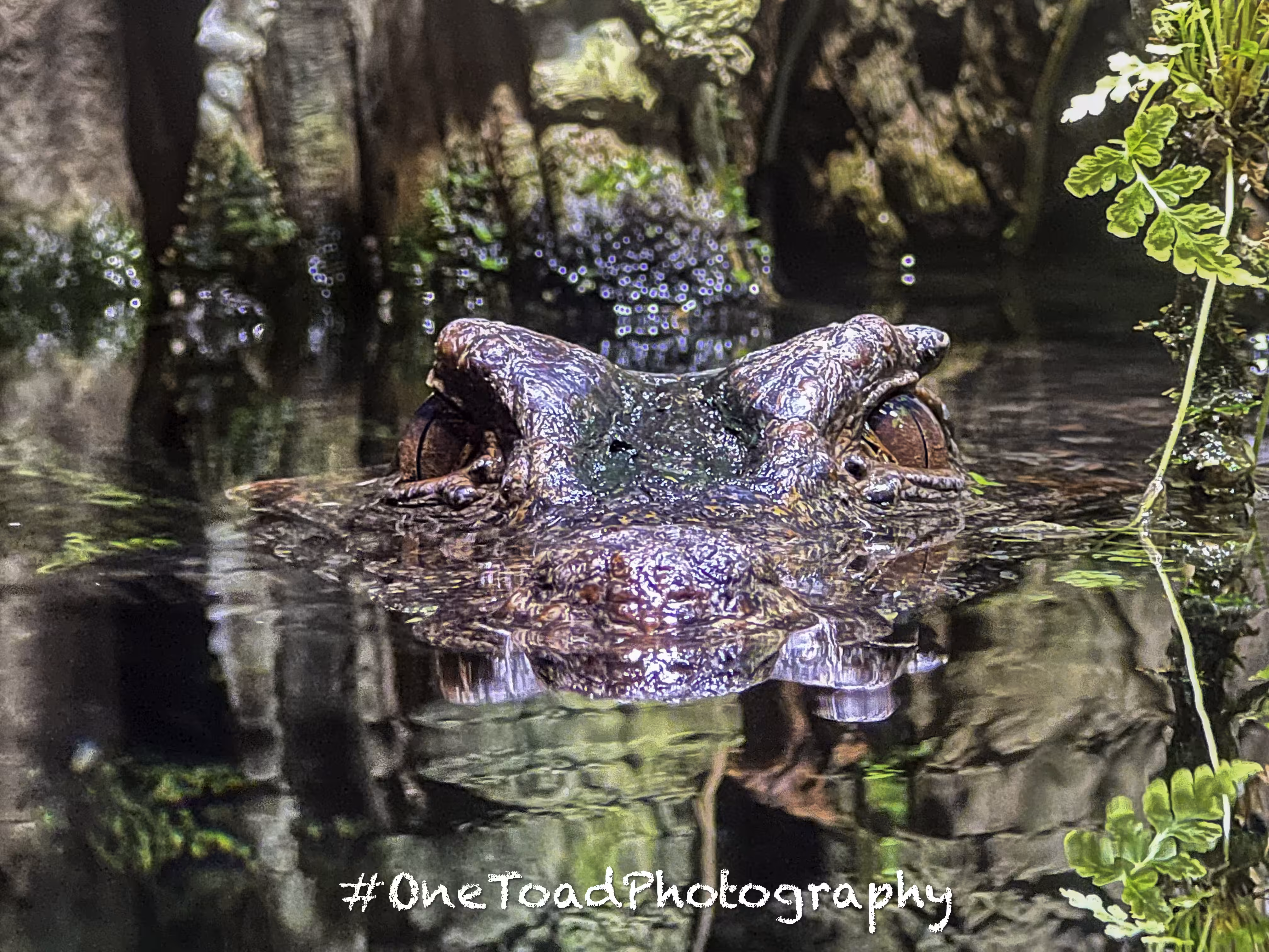 Black caiman staring me down. 