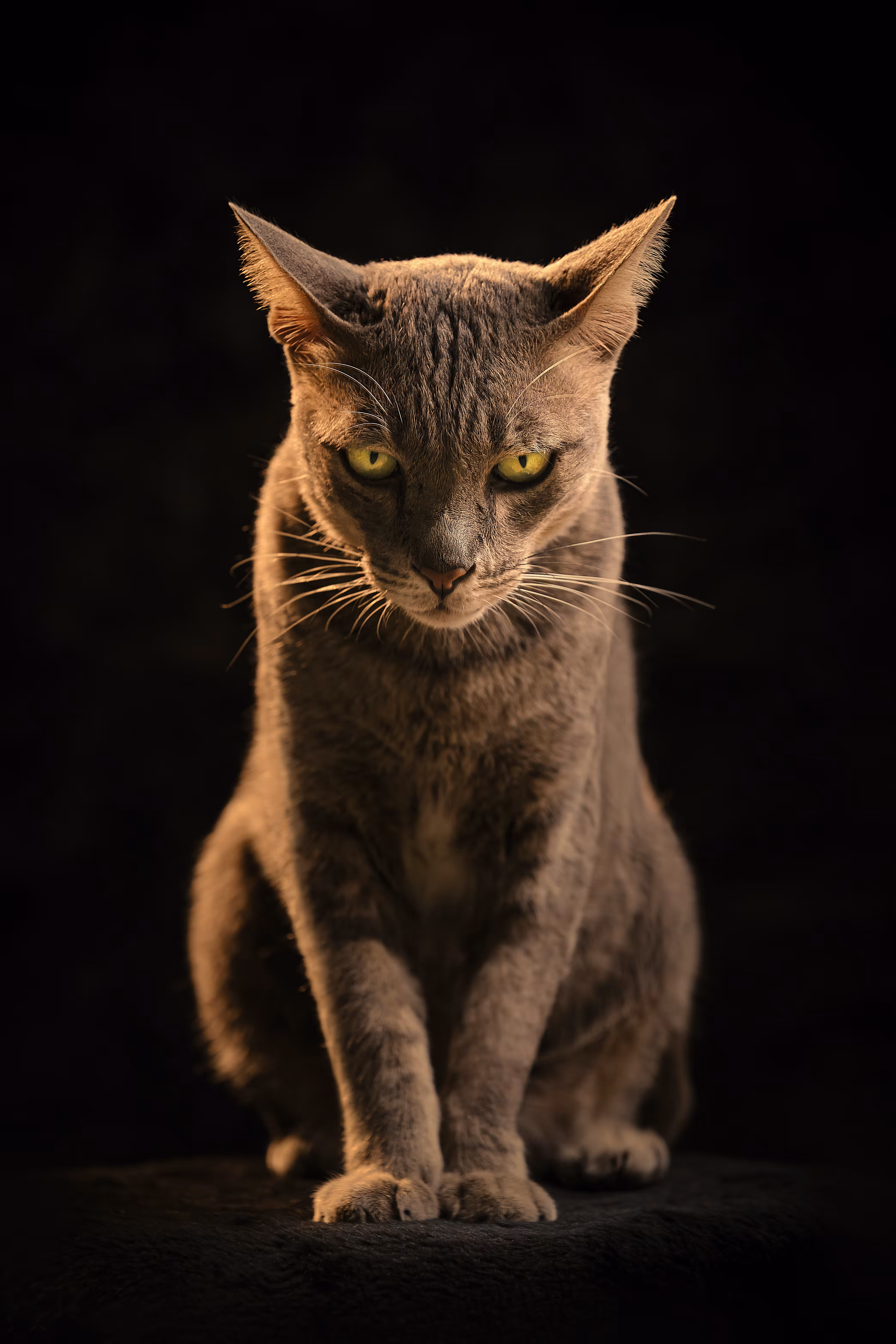 Hunter instinct