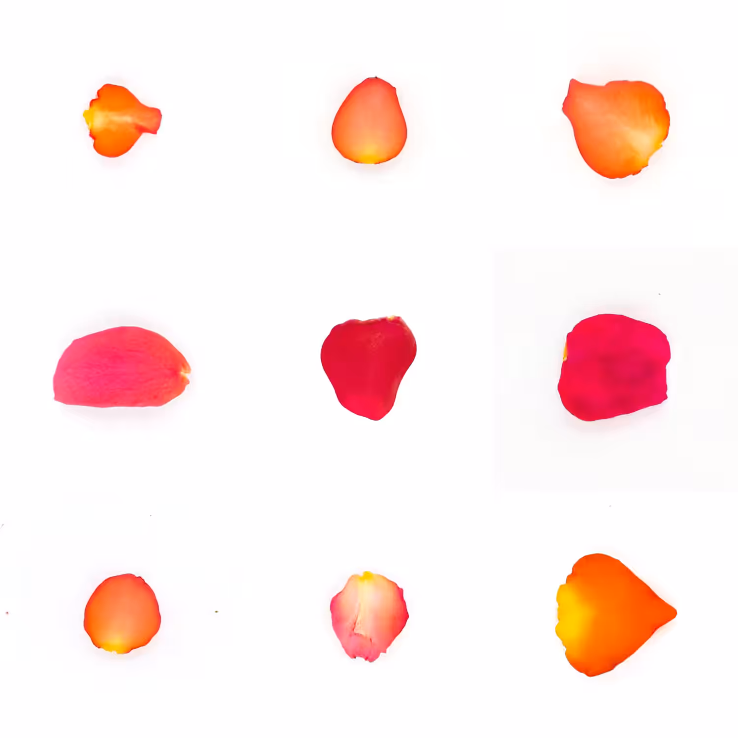 Infinite Petals 3x3#3533
