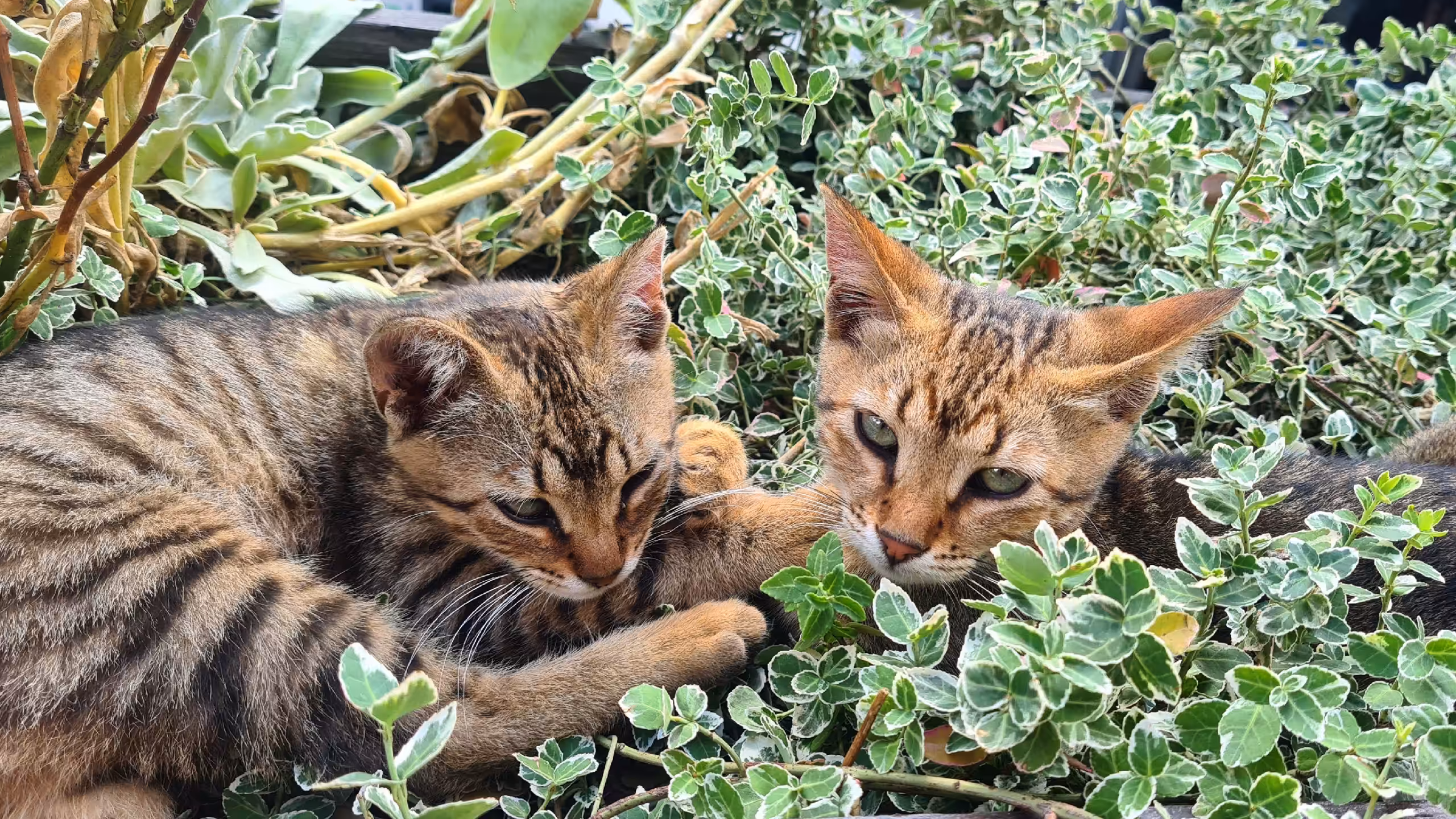 Fluffy flowerbed!