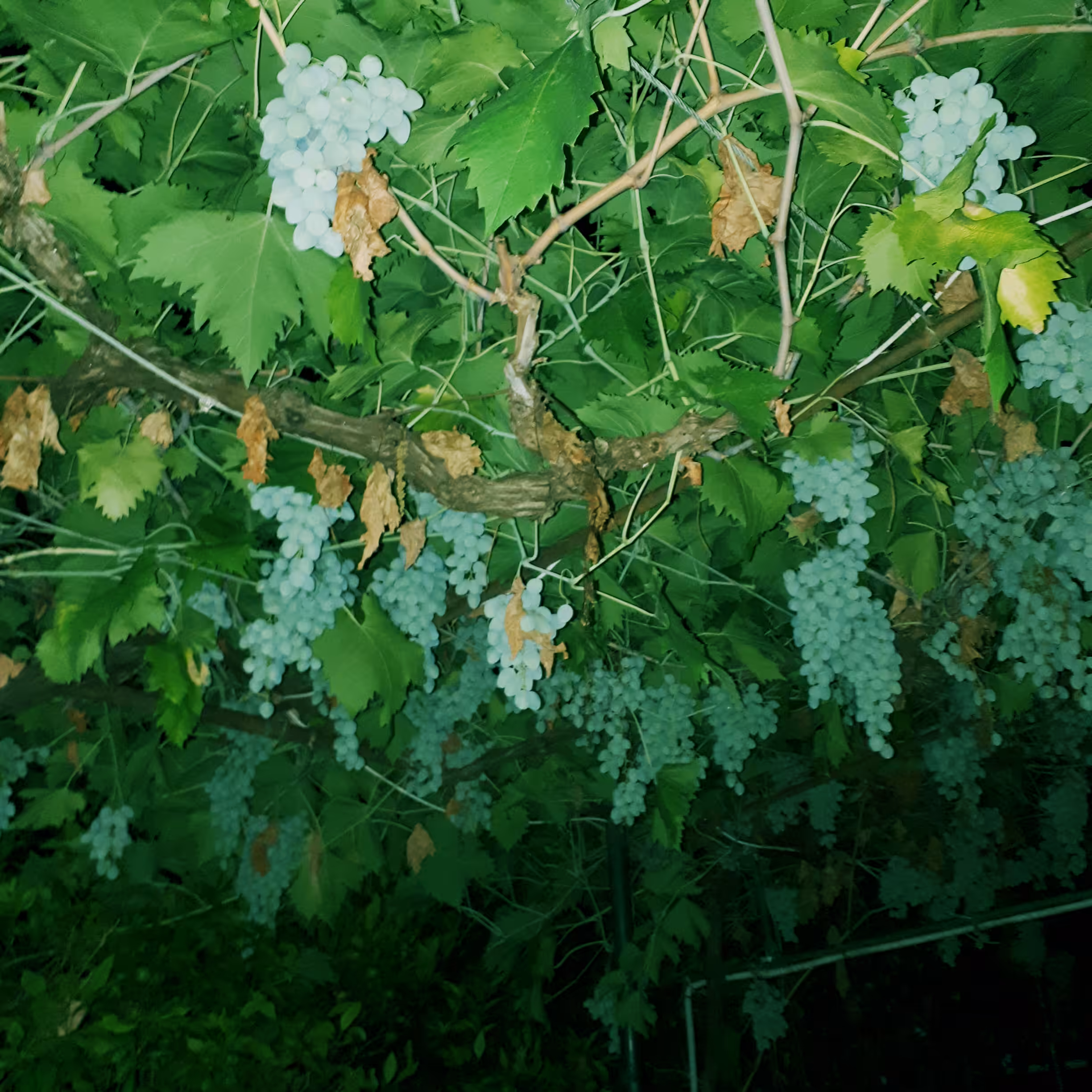 grapes