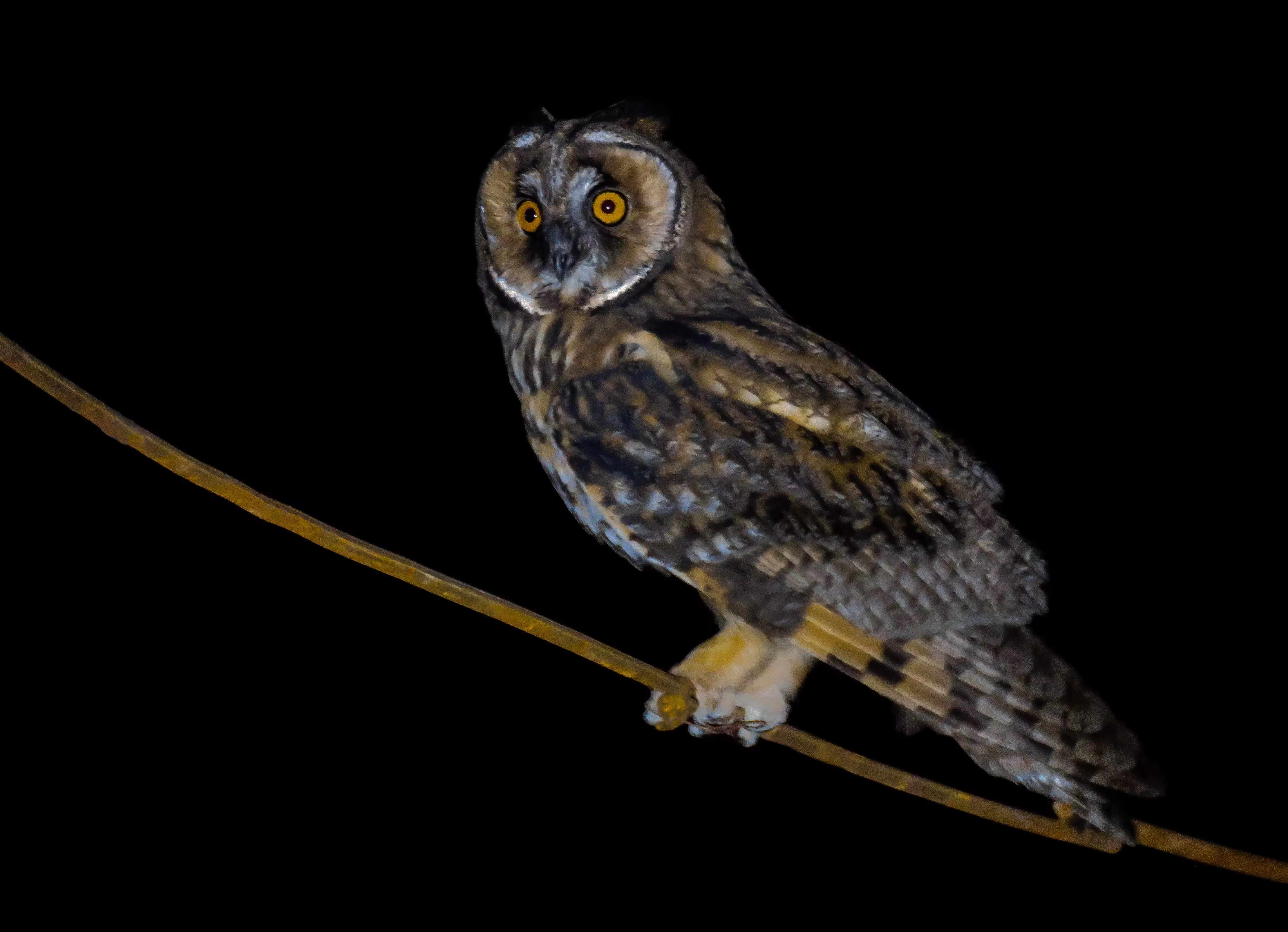 Night owl