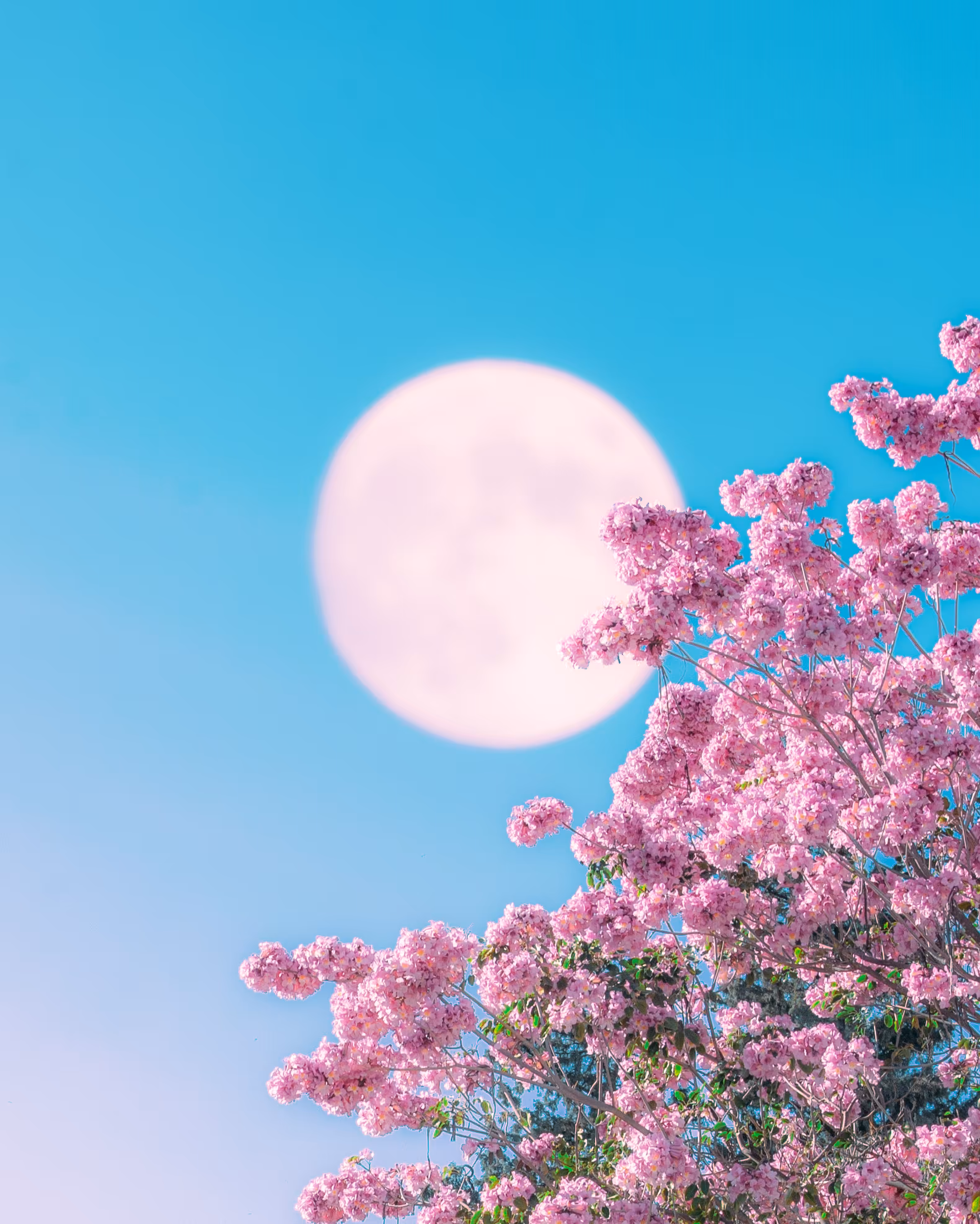 Pink Lullaby 