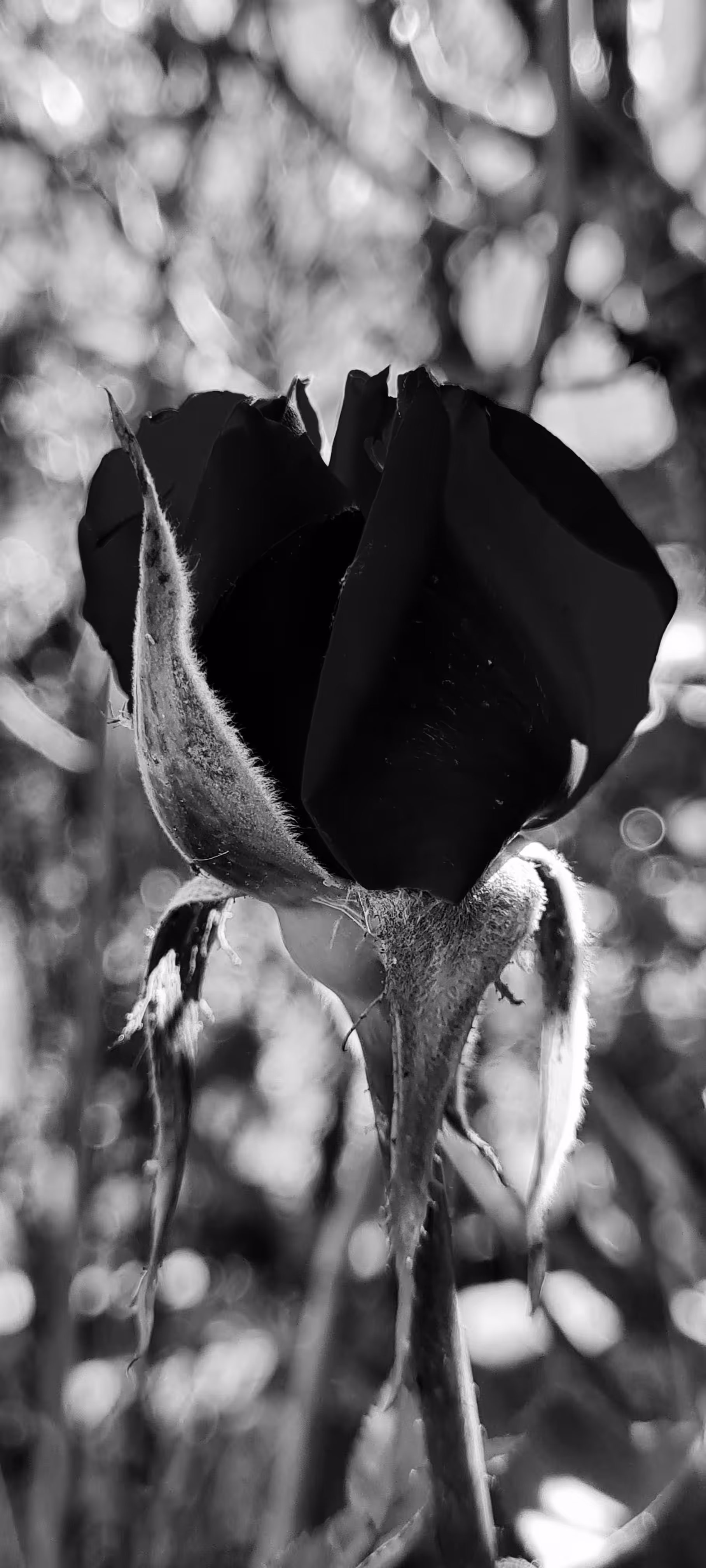 Black rose