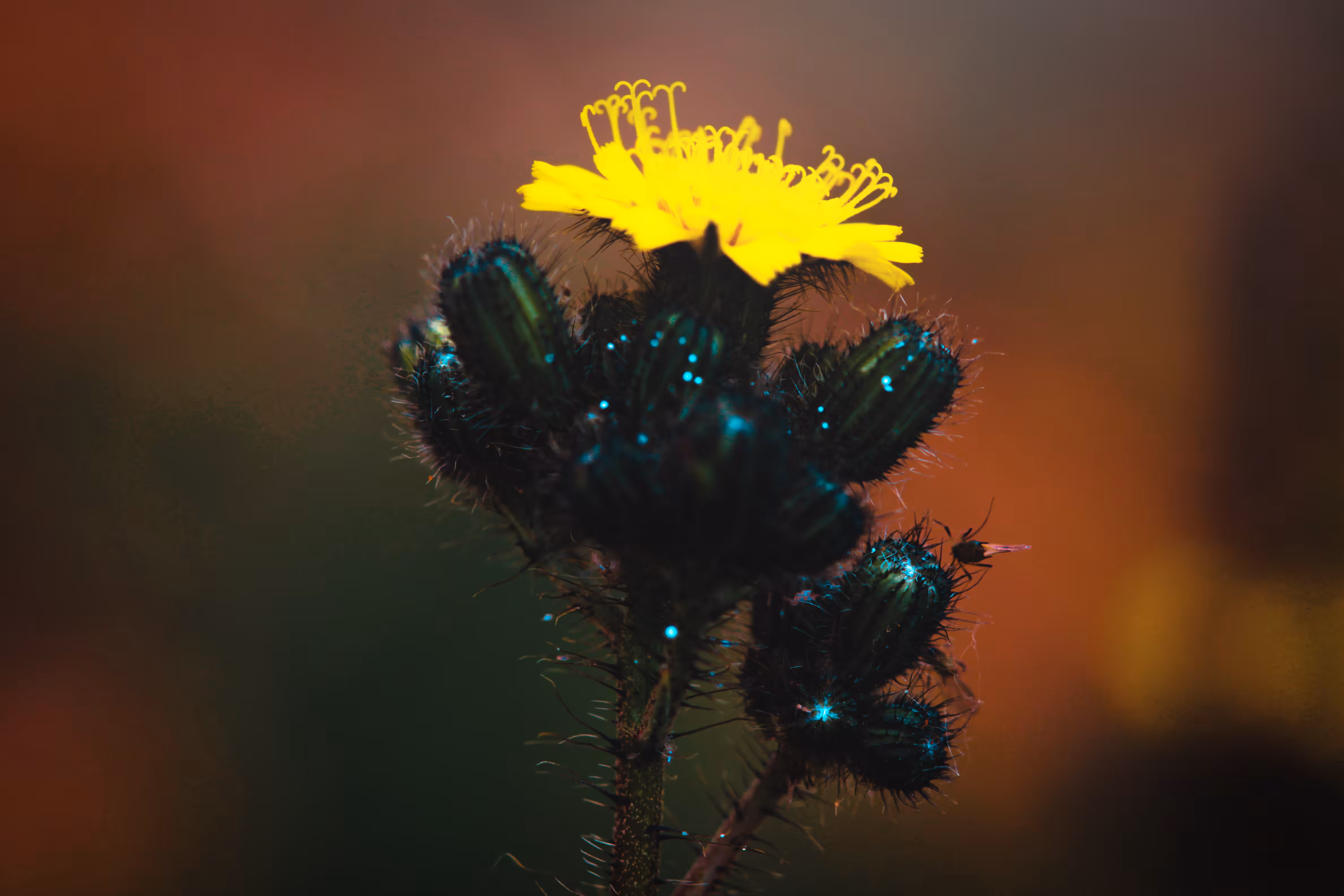 Magical World of Plants and Sunset 