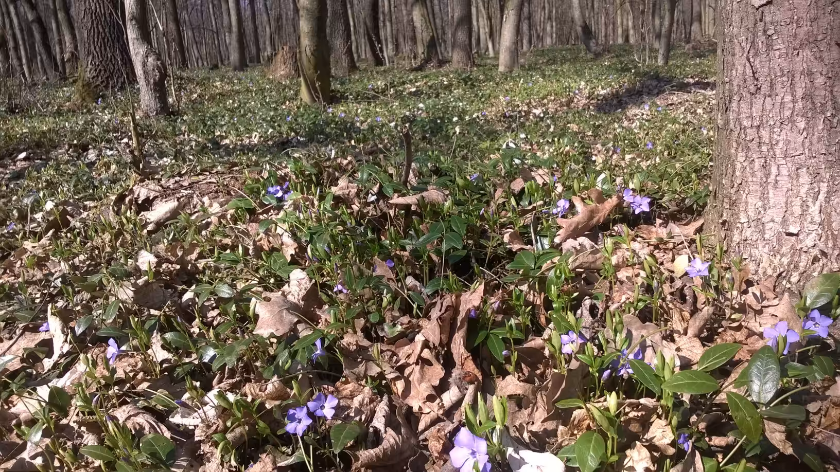 Life finds its way