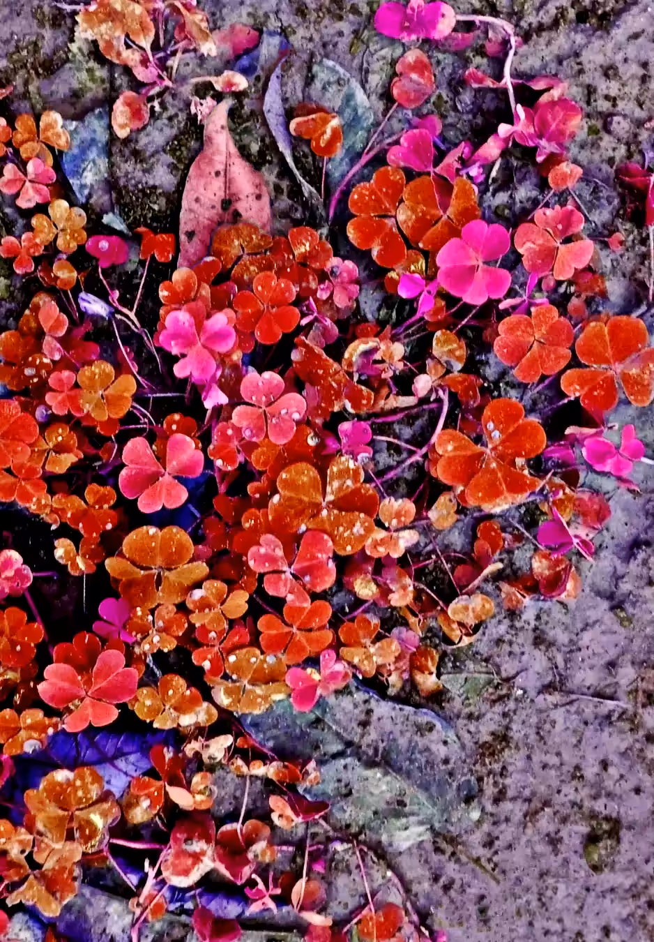Garden Grace #5