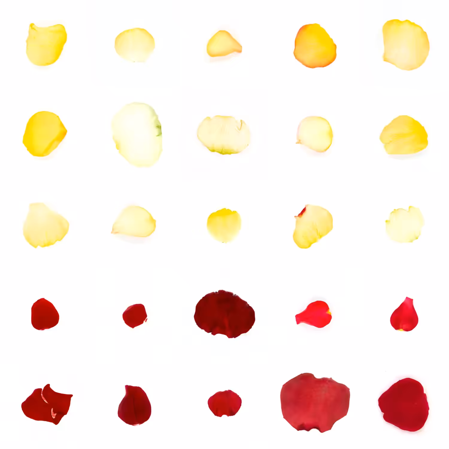 Infinite Petals 5x5#21996