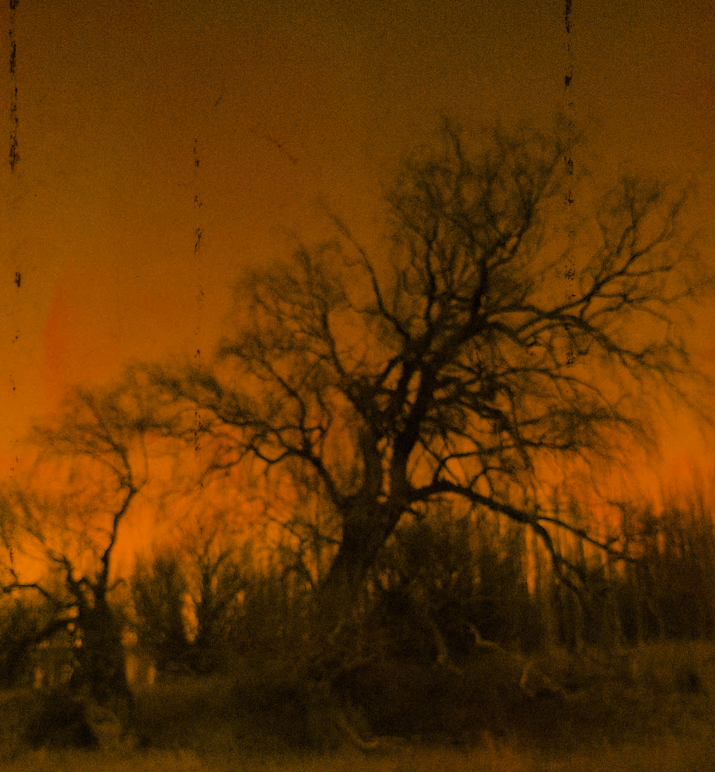 El árbol