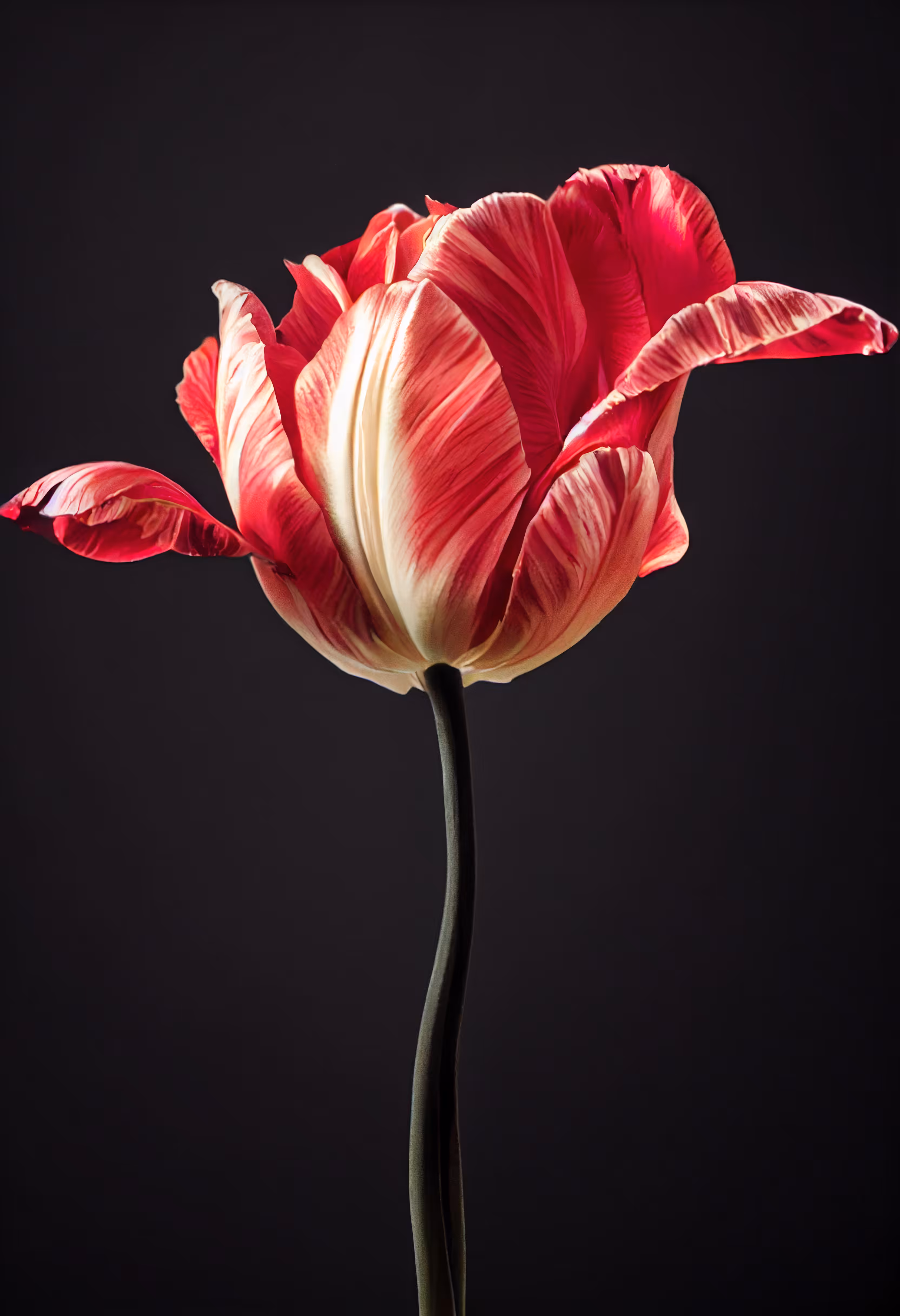 A Flower, Just For You. #55