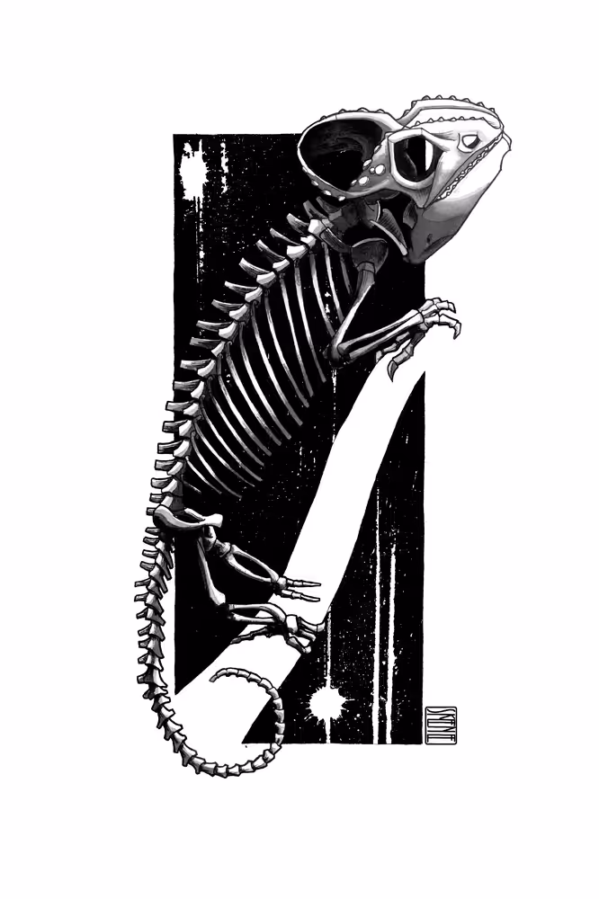Chameleon Skeleton Study #3