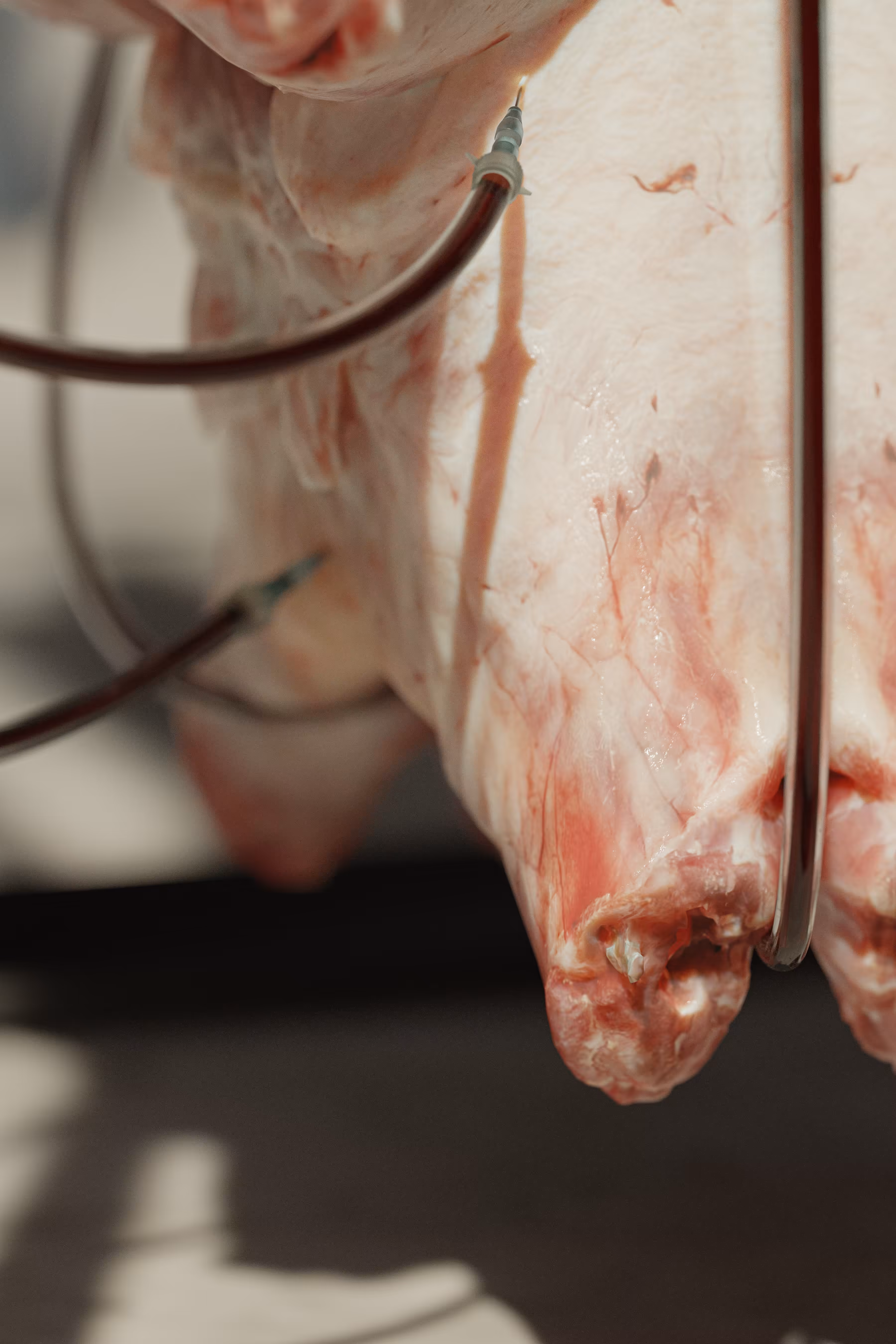 Future Butcher