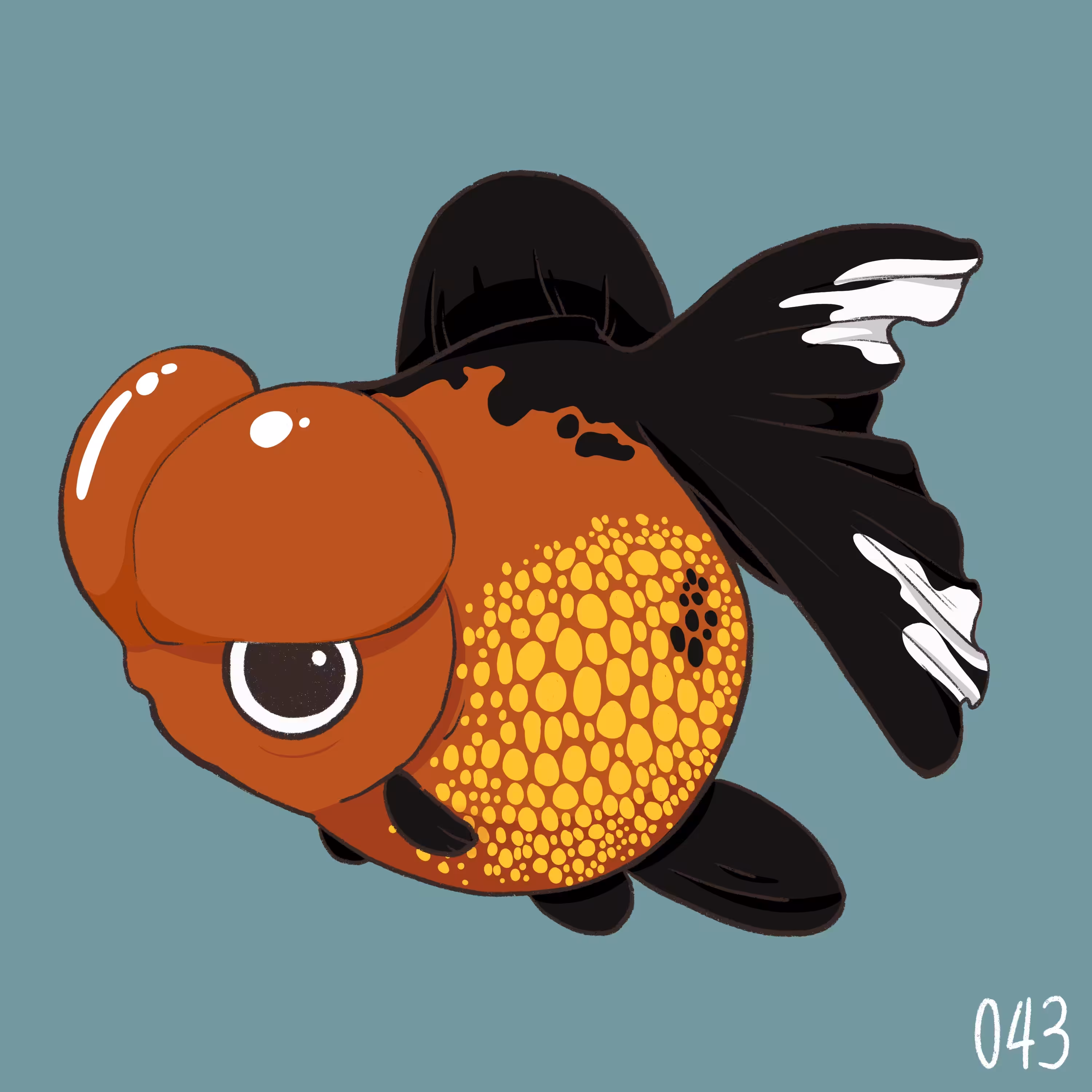 [ No.043 ] Cutie Pearlscale - Orange-Black Crown Head Phoenix-tail  