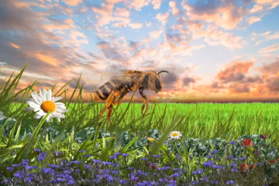 No Bees, No Honey