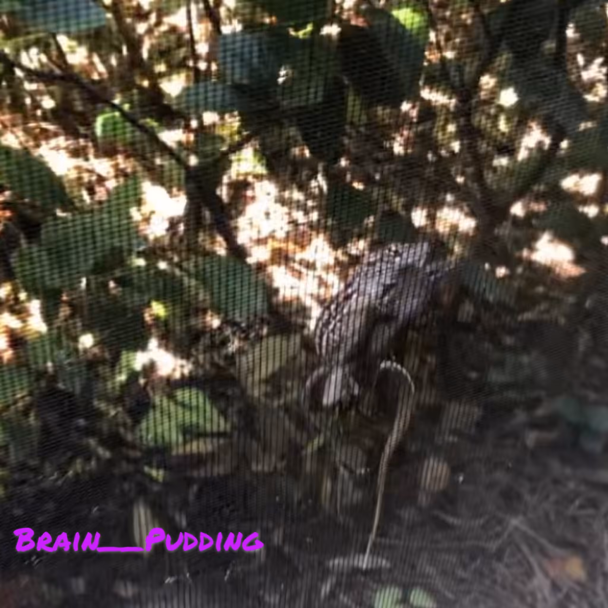 Lizard Porn
