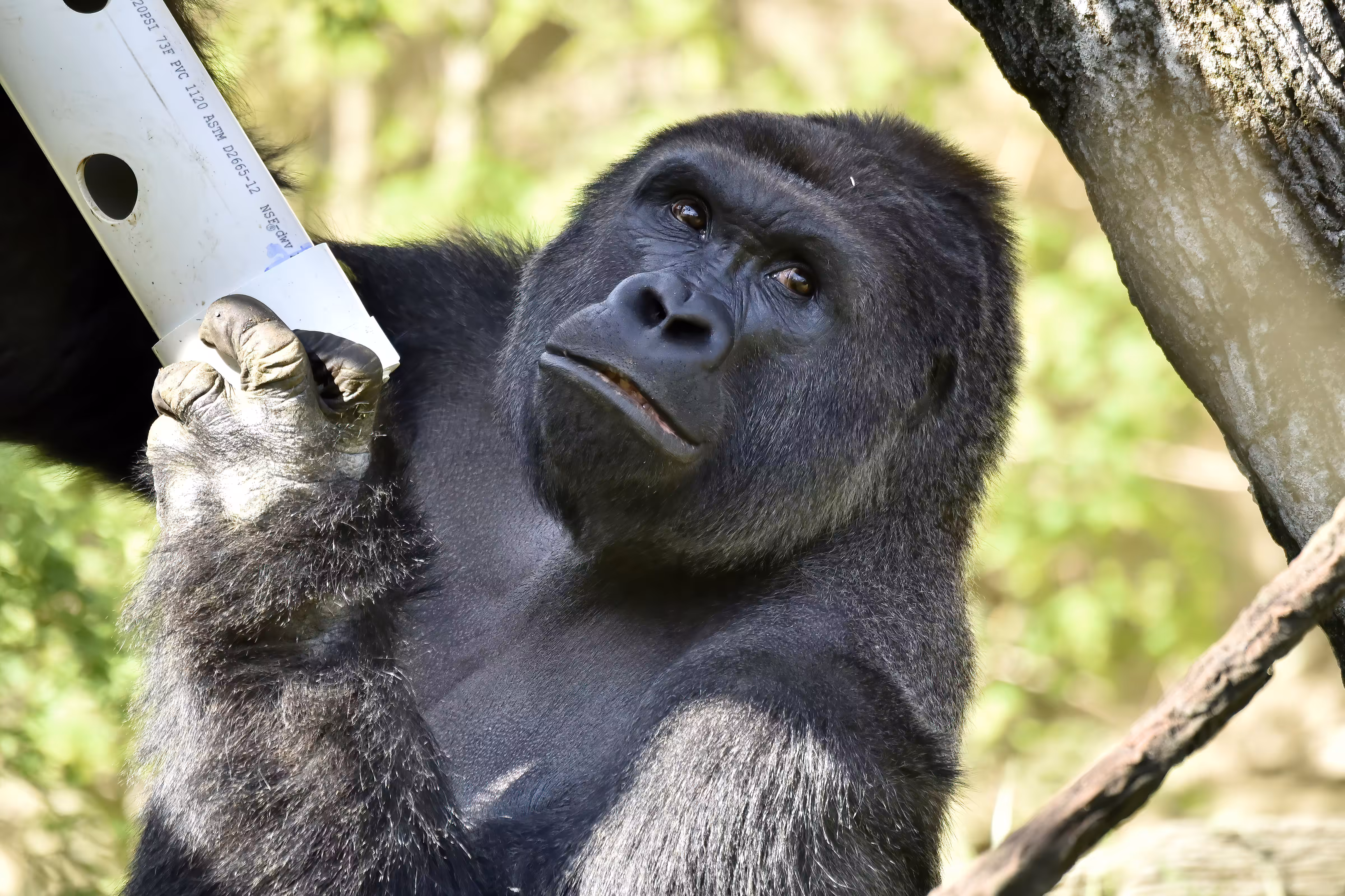 HARAMBE: LEGENDS #297