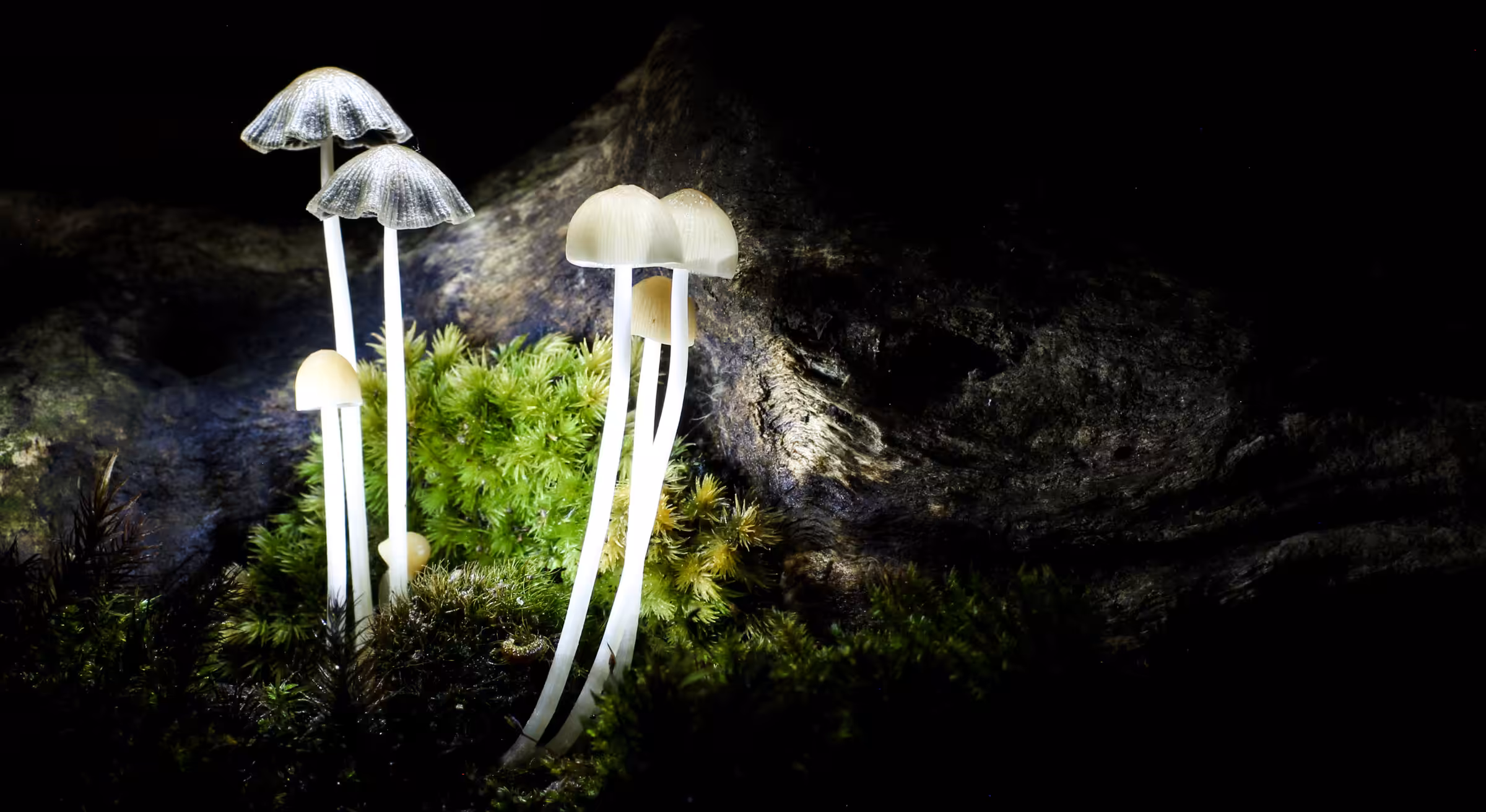 Neon and The Forest Floor