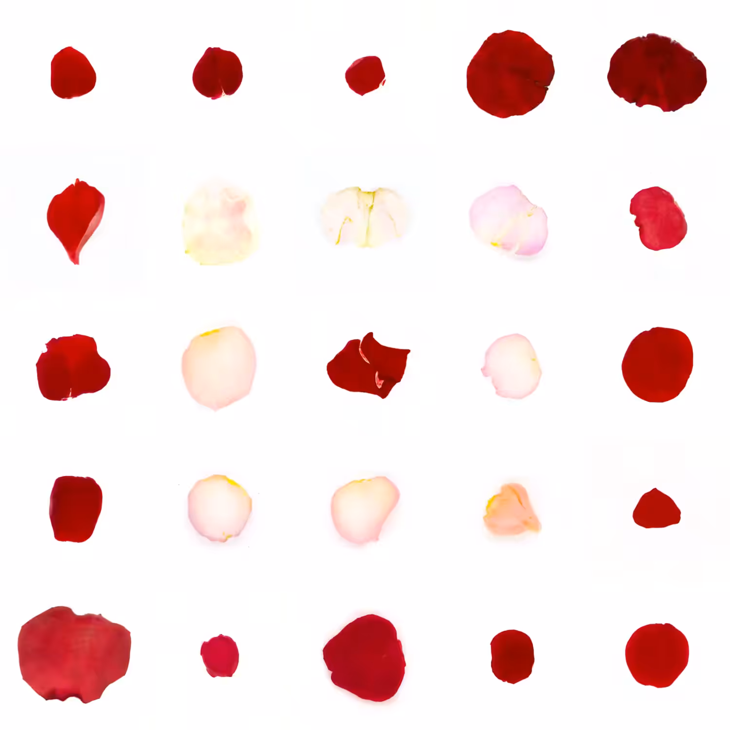 Infinite Petals 5x5#20281