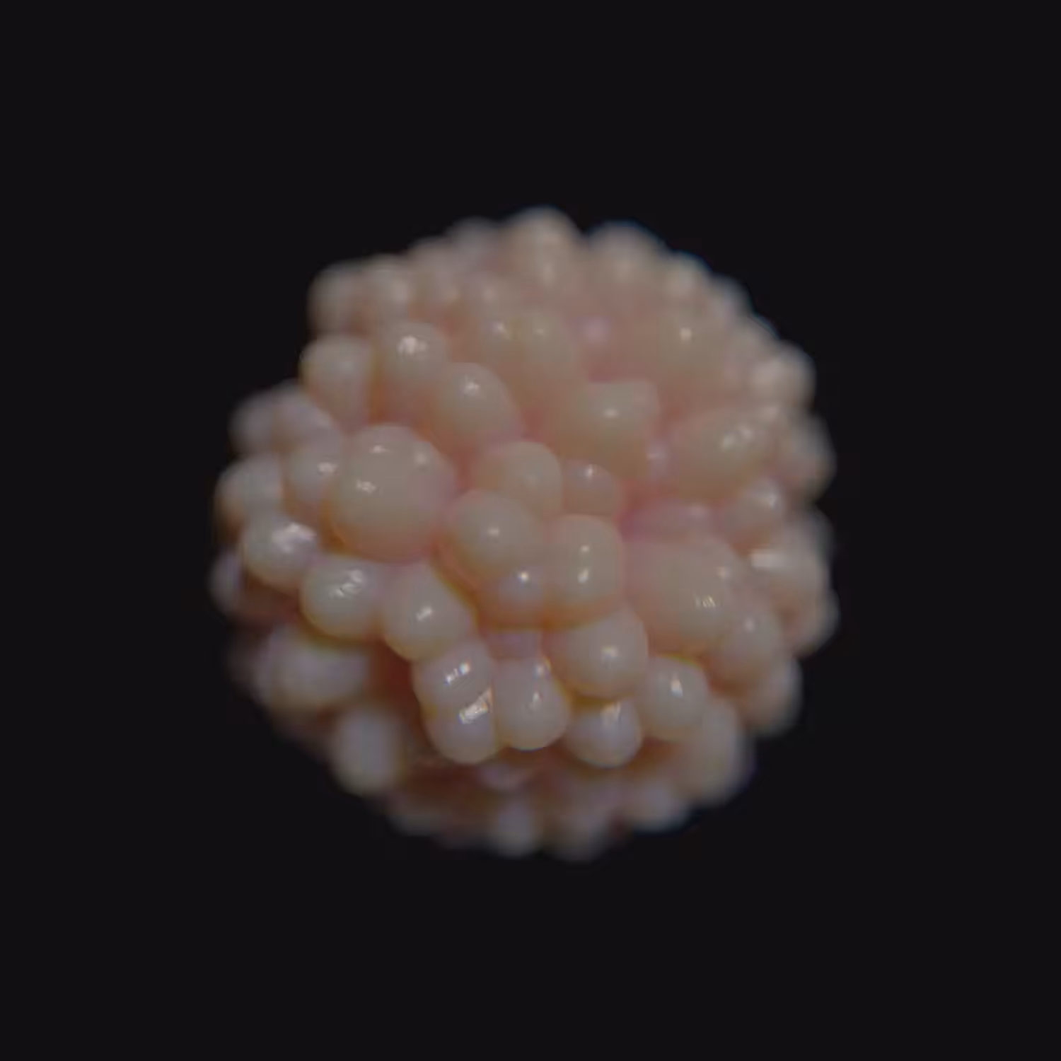 Alien Fruit Metamorphosis - 01 
