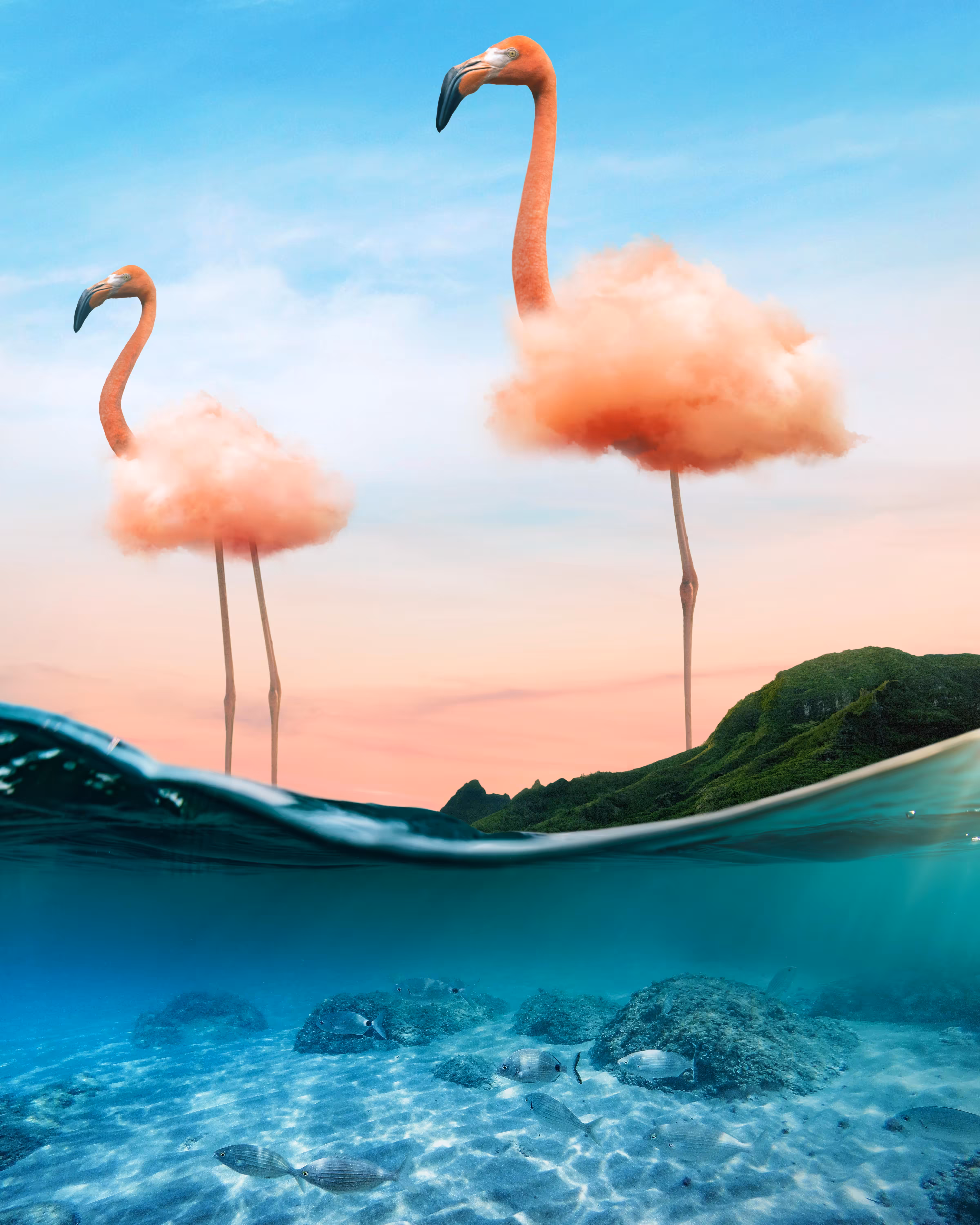 Flamingo Cloud