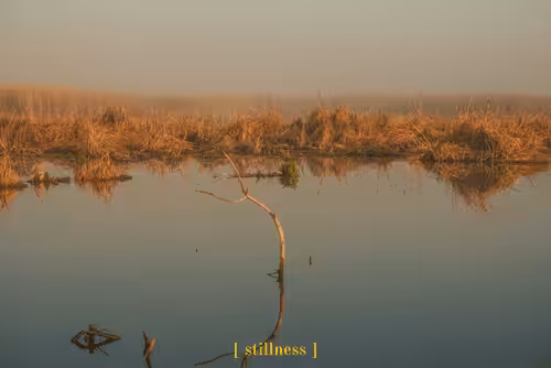 [ stillness ]