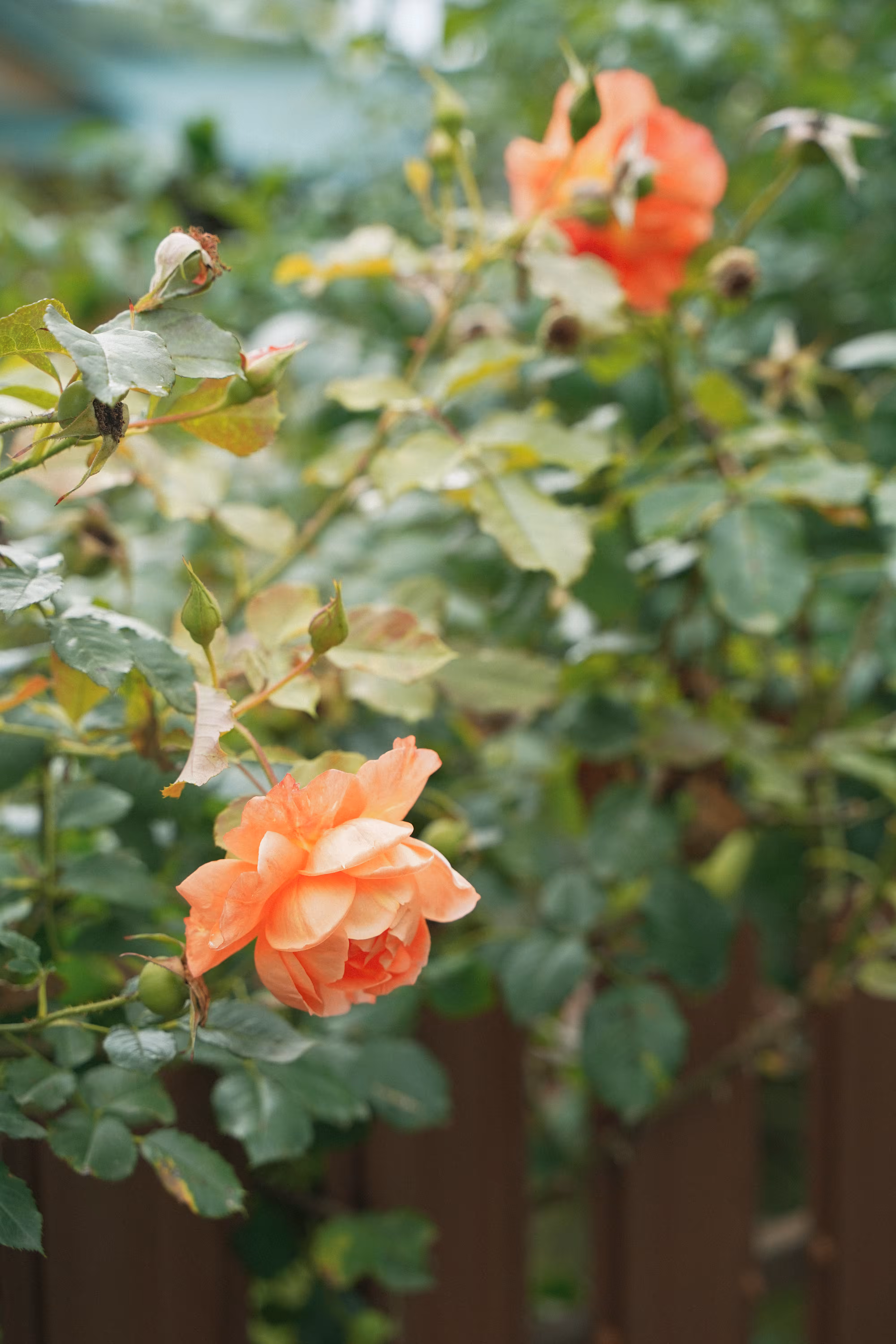 autumn rose