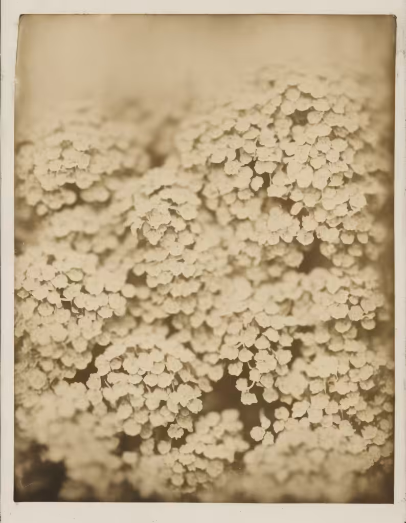 Hydrangea, Calotype, Salted Paper Print, 1851