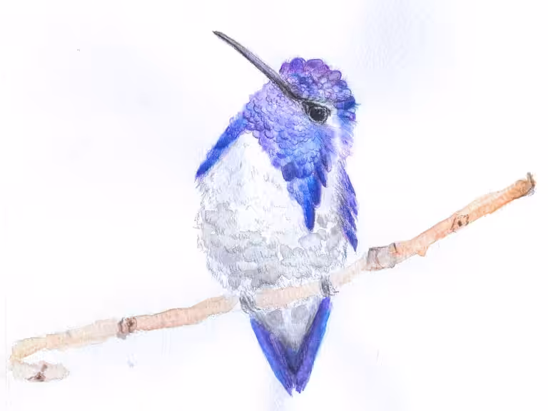Blue Hummingbird