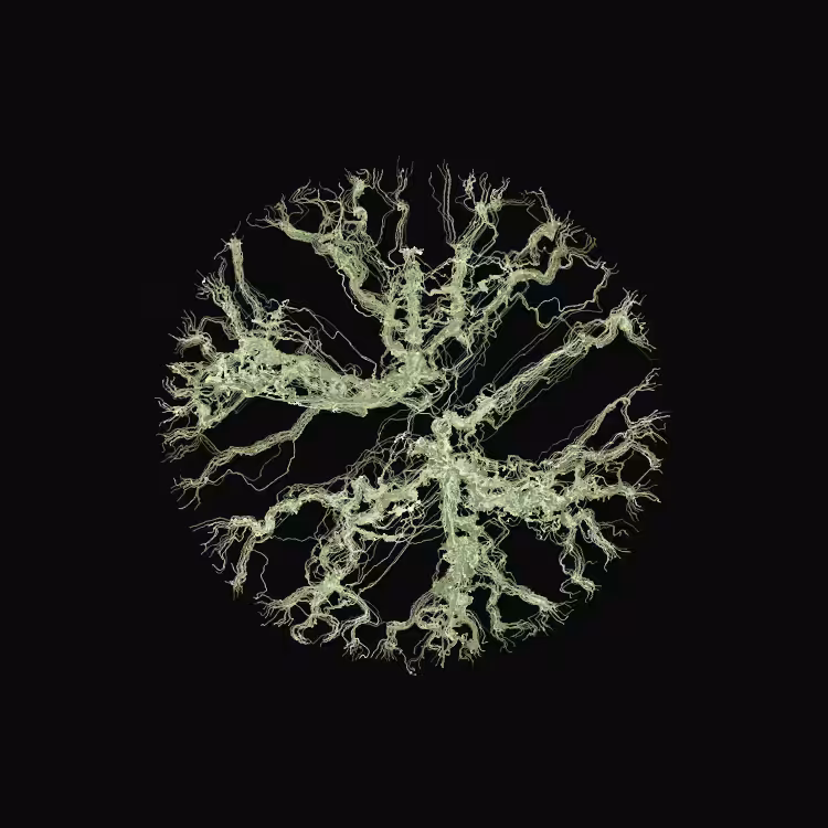 Ginseng #37