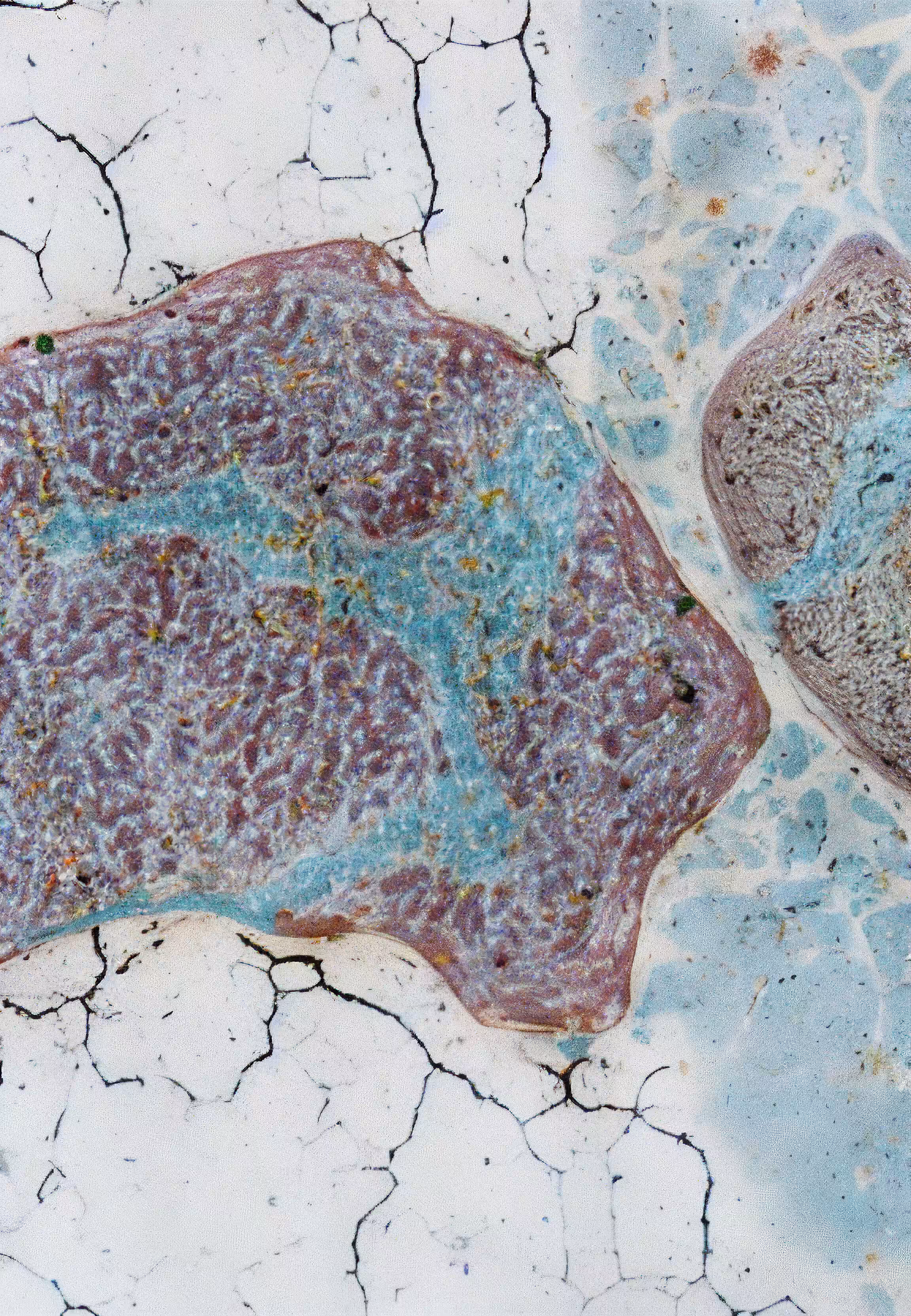Histologia In Silico #191