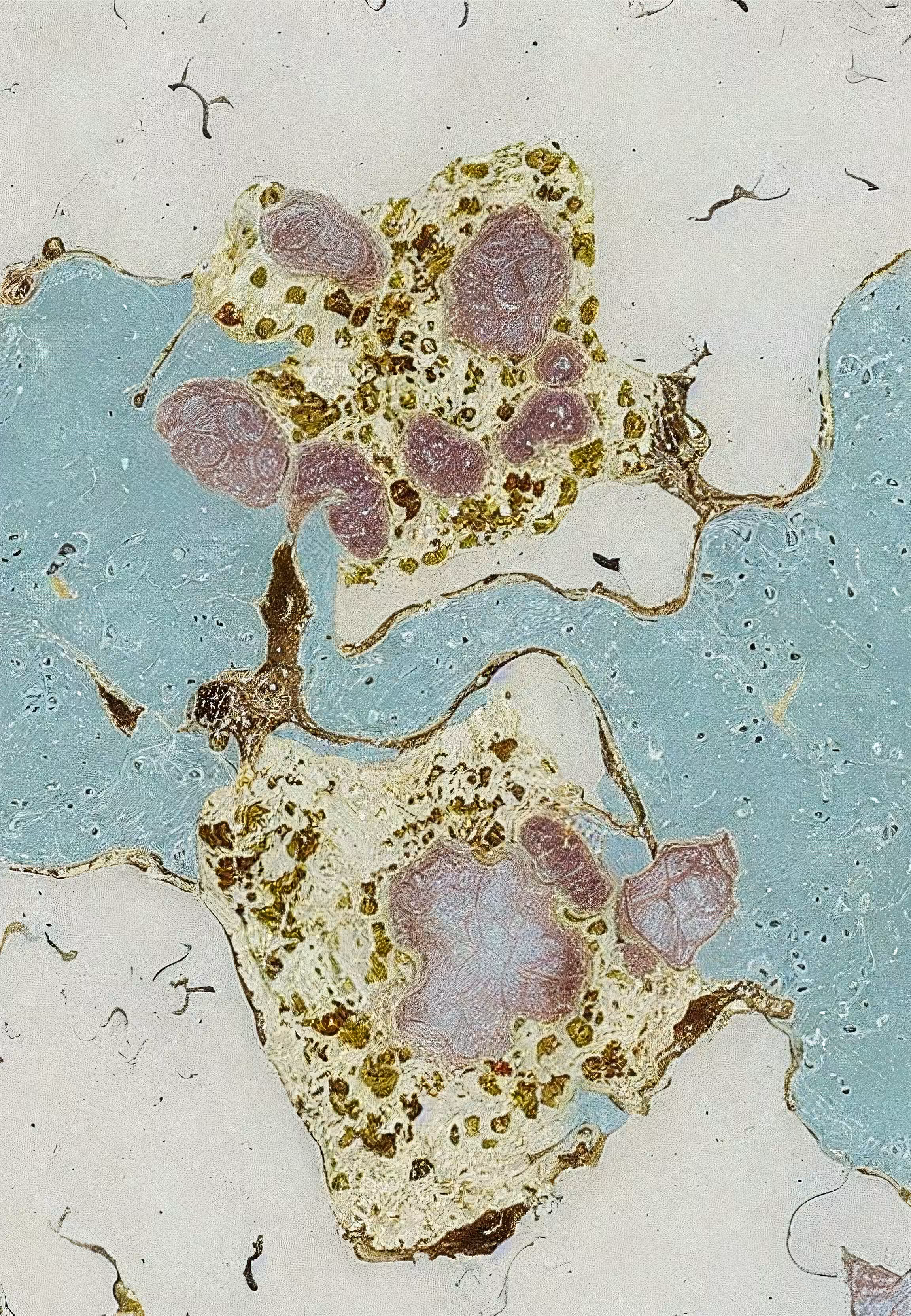 Histologia In Silico #238