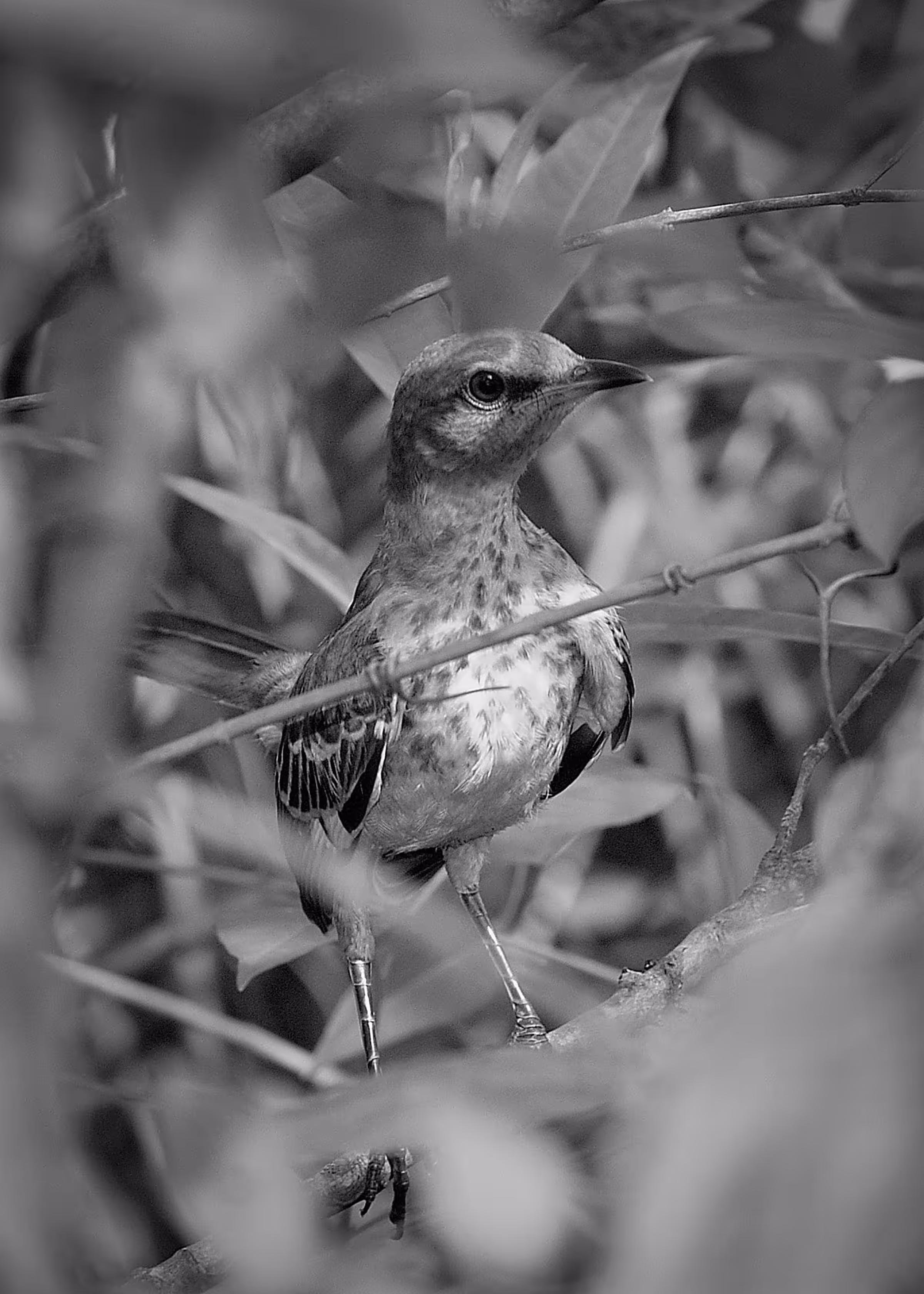 A Bird in the Bush