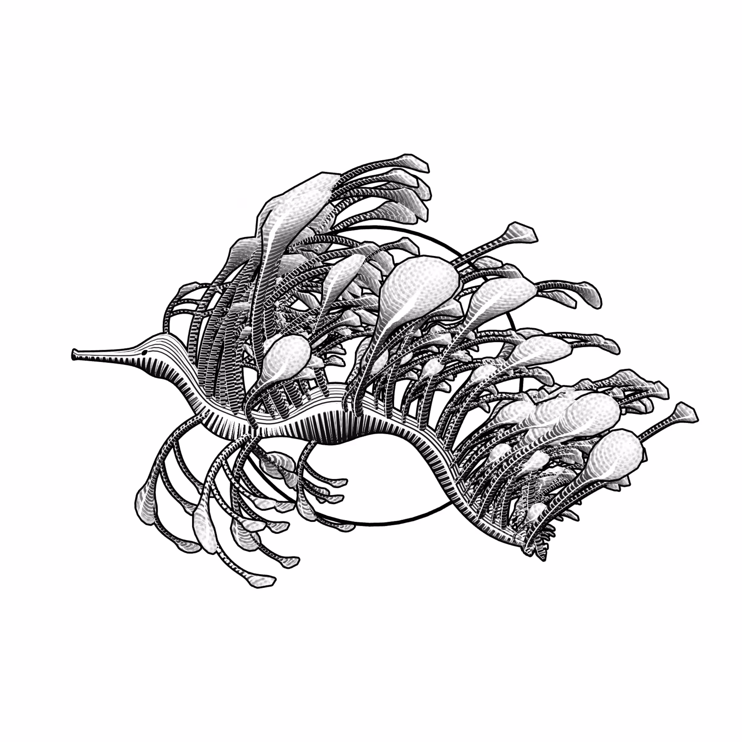 Seadragons #186