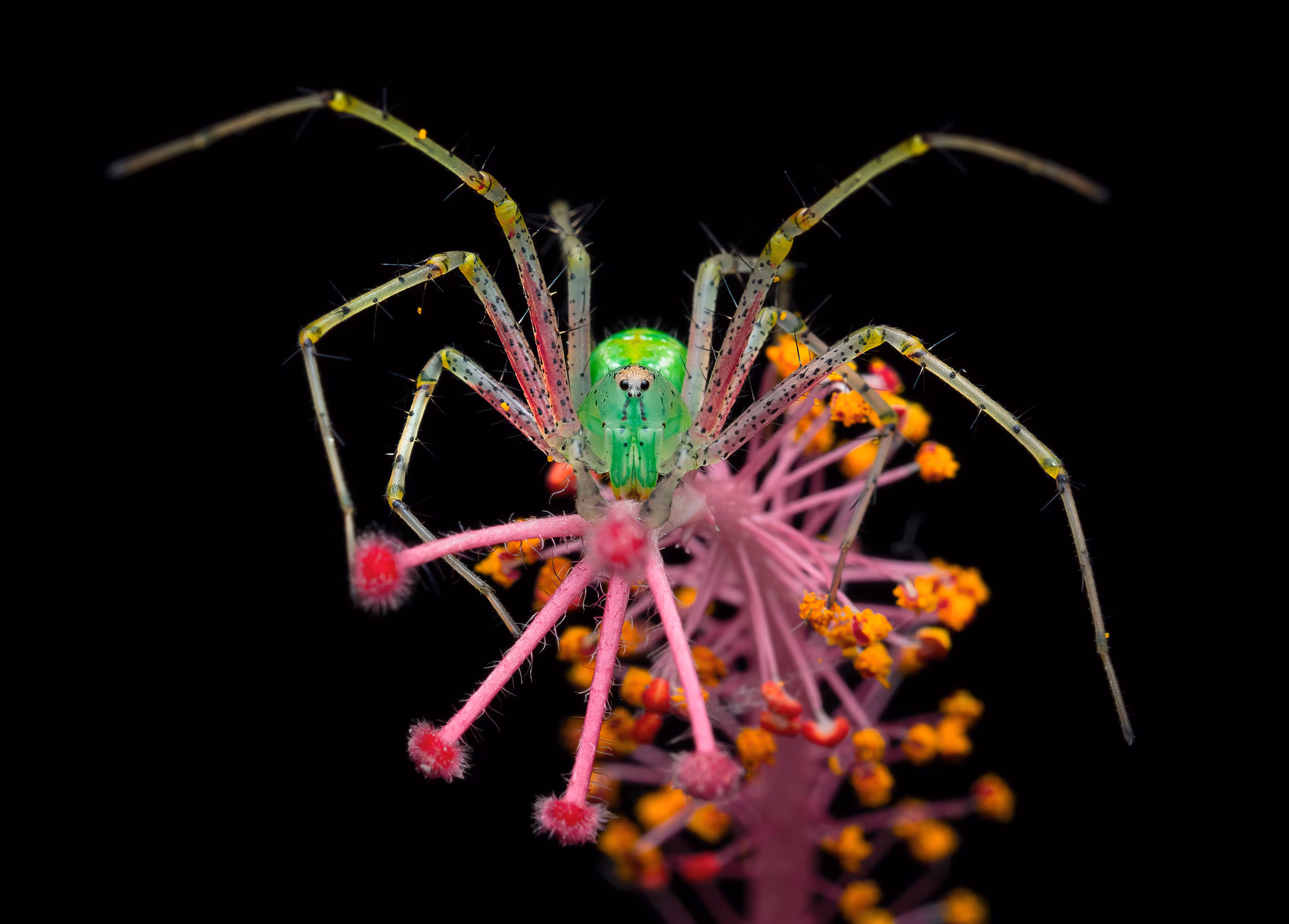 Green Lynx Spider
