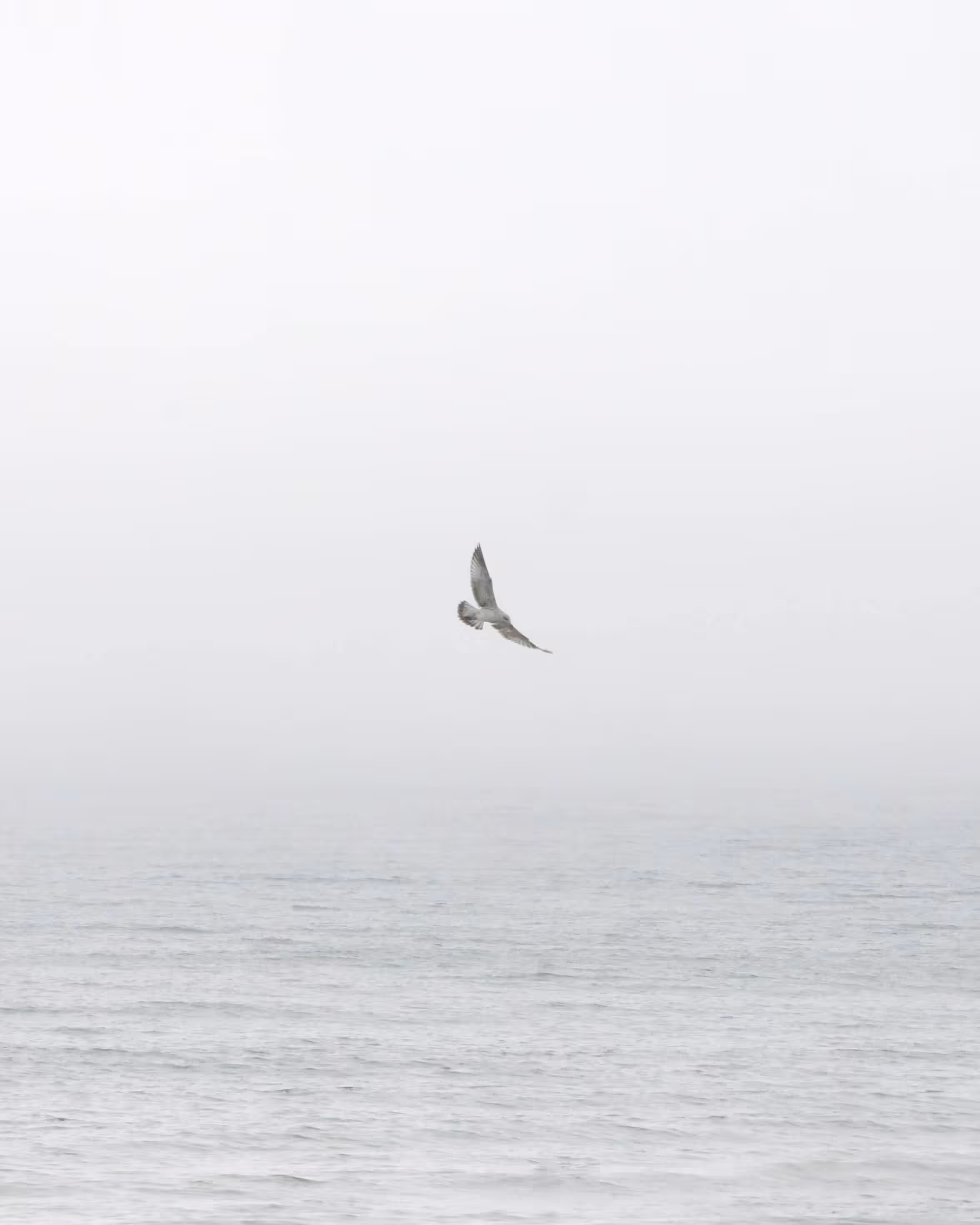 🕊️