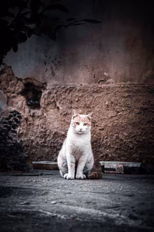 LoneCat #22 Myrcella