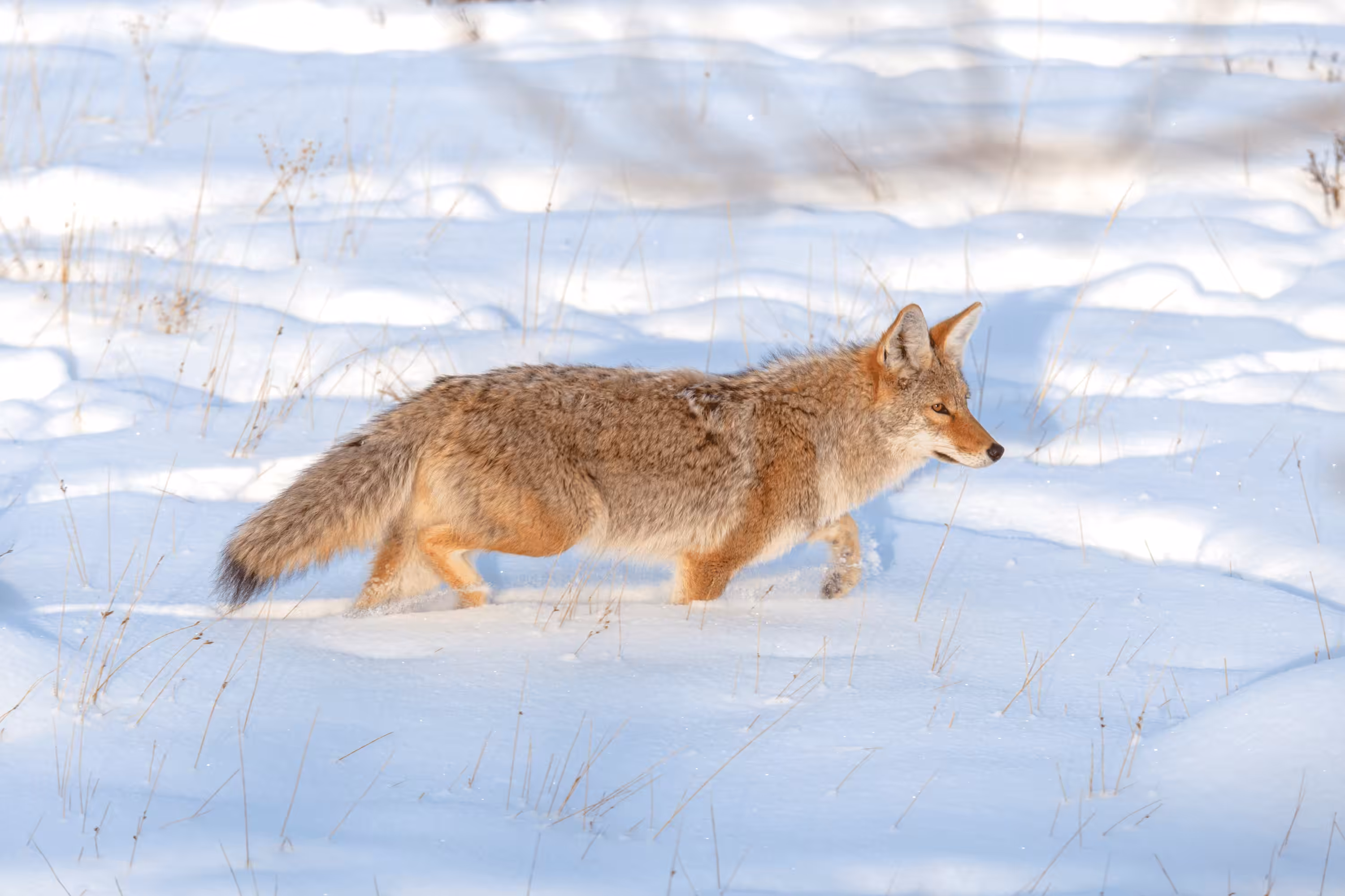 Balance #22 Coyote