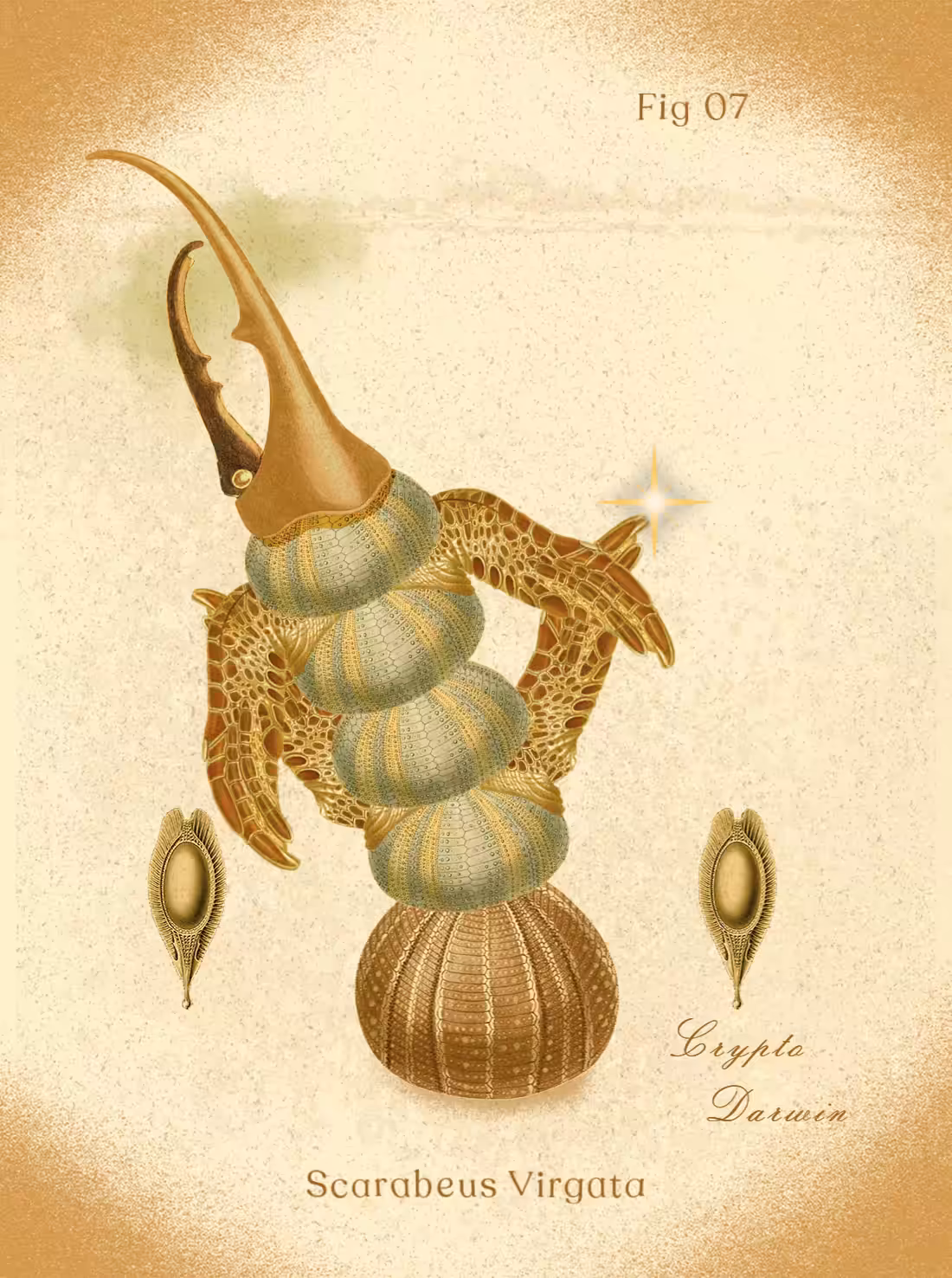 Scarabeus Virgata