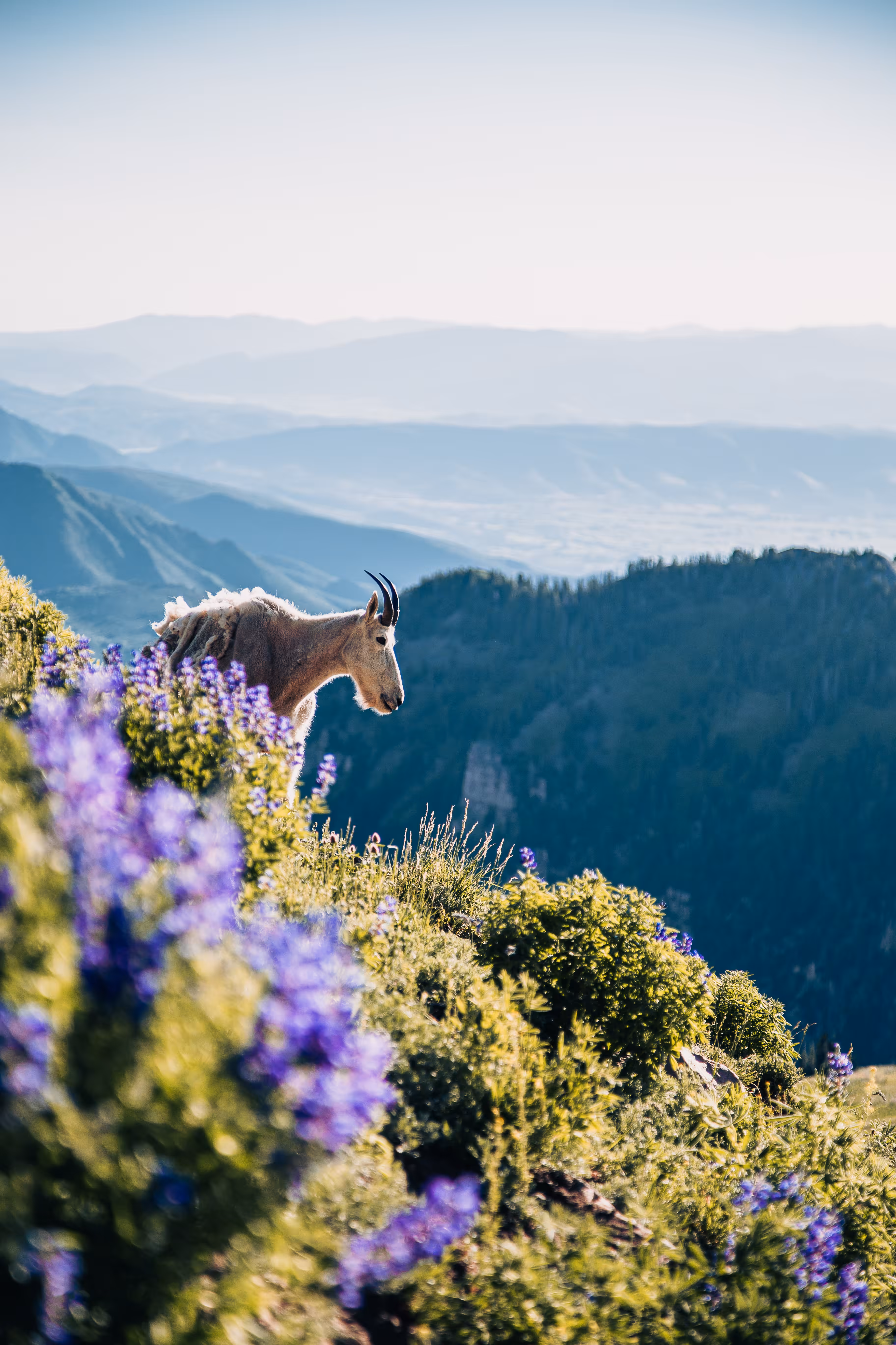 Goat of the Lupine 