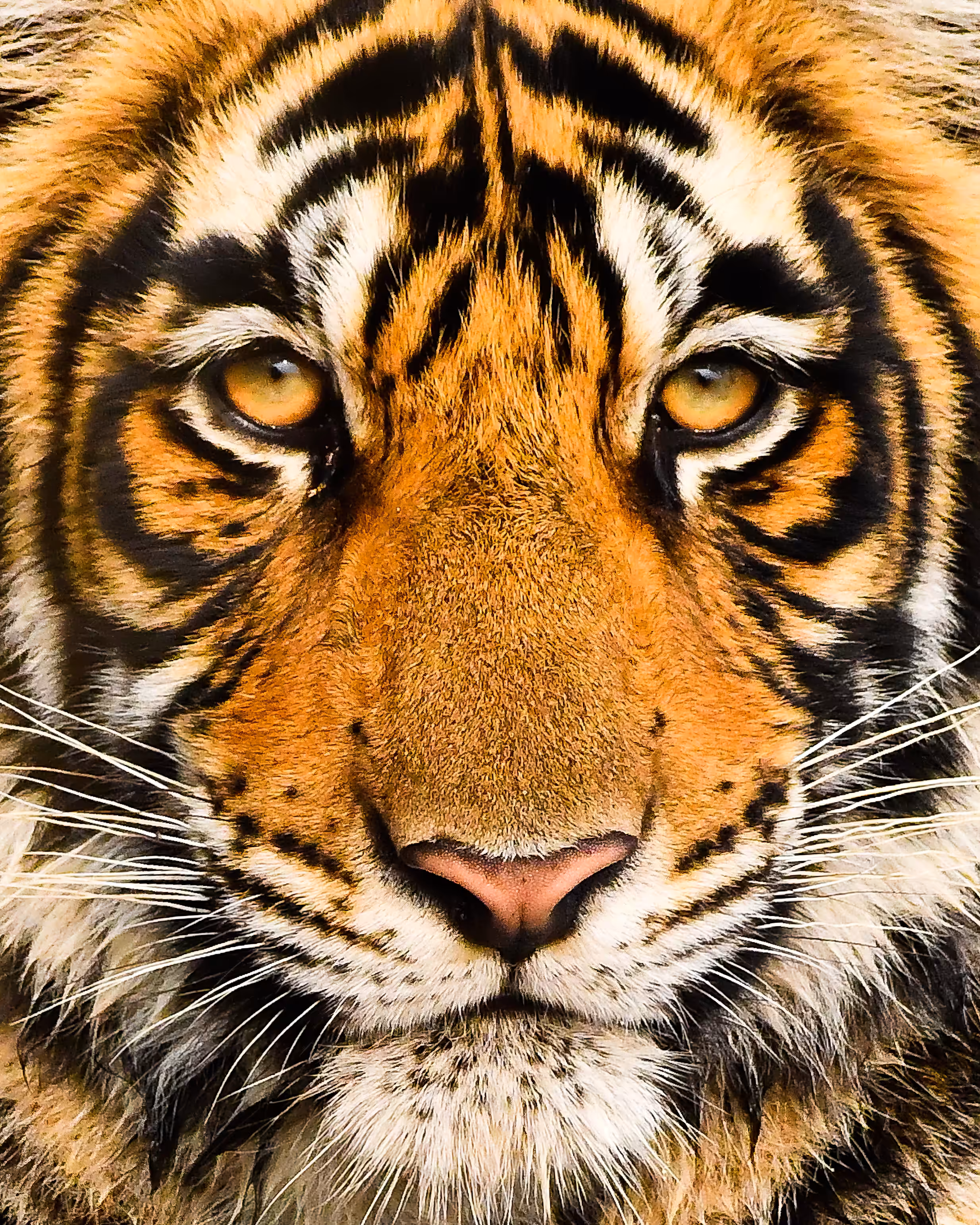 THE TIGER